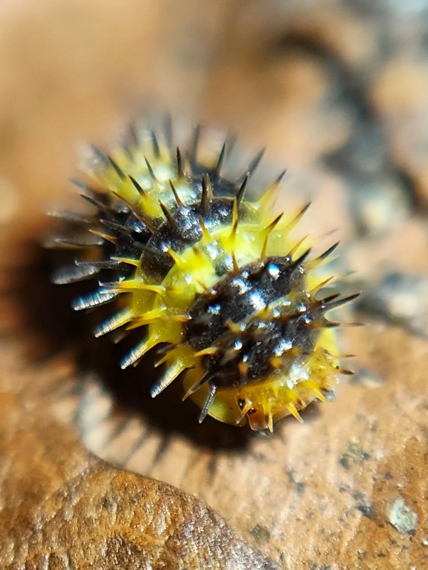 Laurorela Lemon Spiky isopods 🖤💛🖤💛 just Incredible. 
 from Creature Vault 

#isopod #isopods #bugs #terrarium #invertebrates