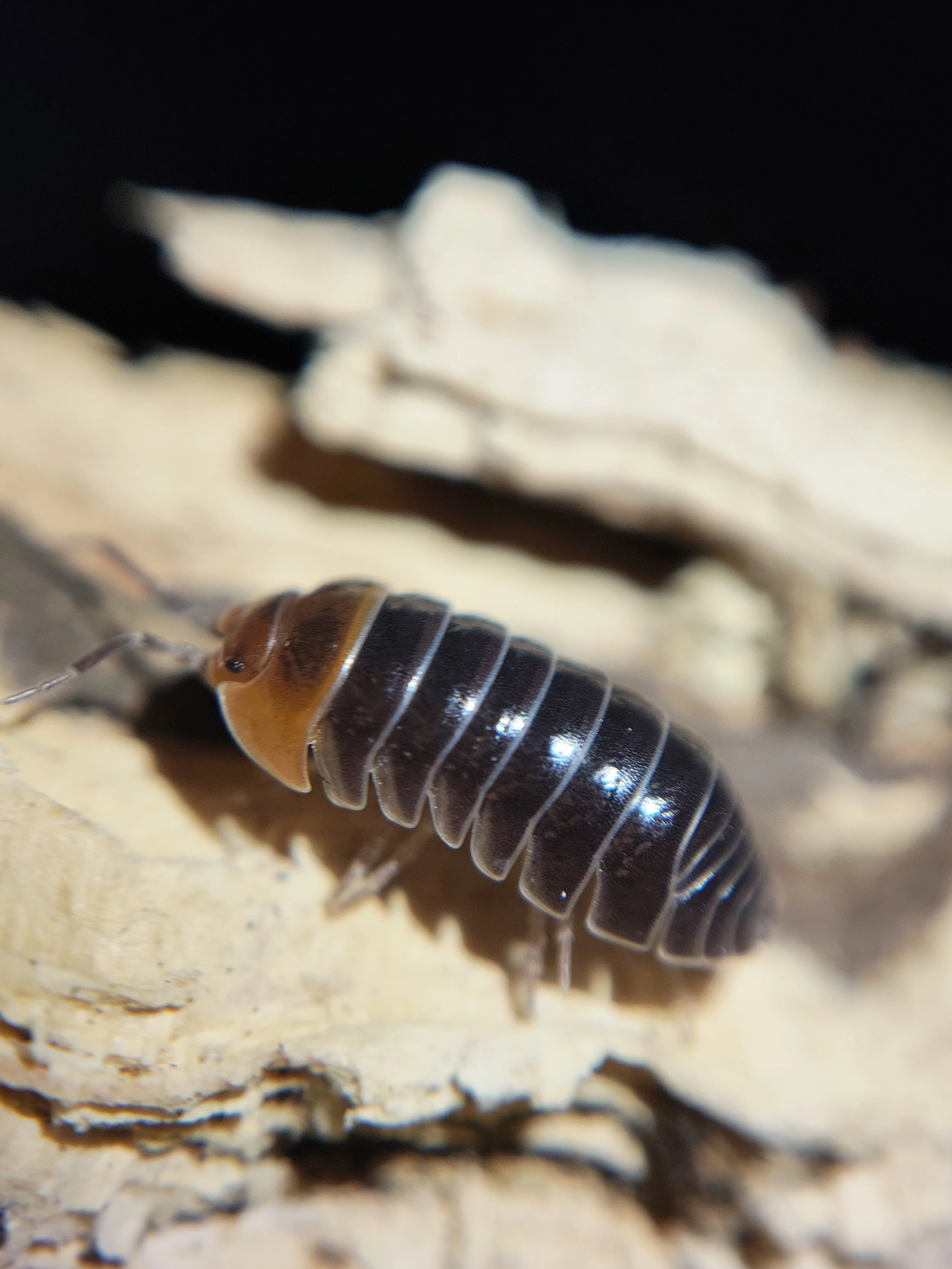 Armadillidium Flavoscutatum Redhead Isopod