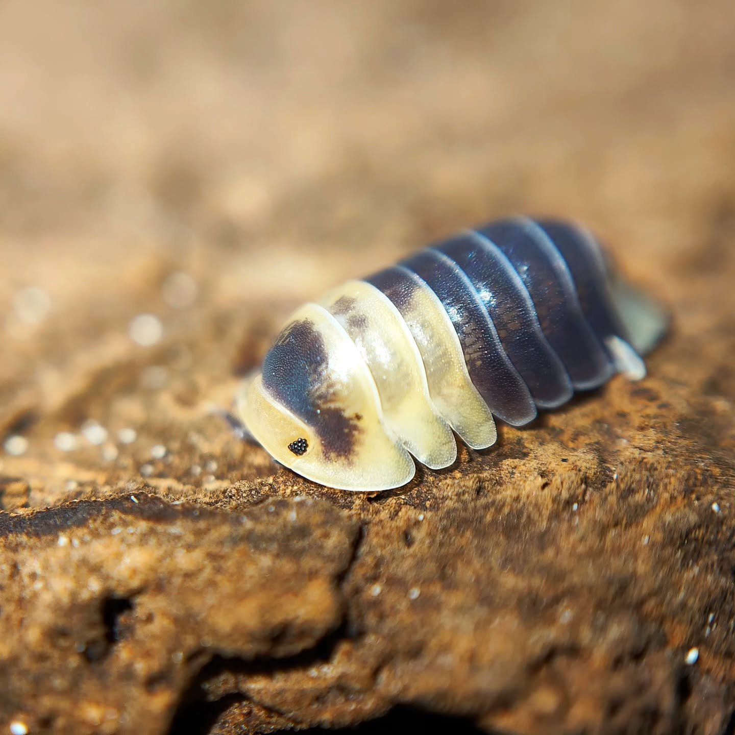 Cubaris Bumblebee 🐝 and a pale morph that's popped up #isopods #bugs #invertebrates