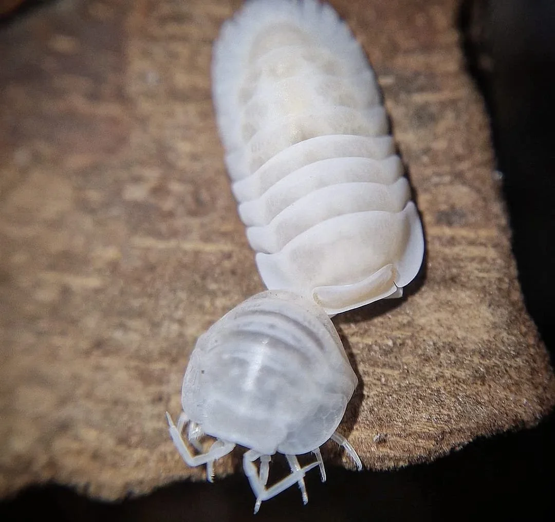 cubaris snow queen isopod molting