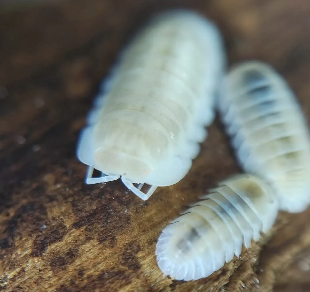 cubaris snow queen isopods
