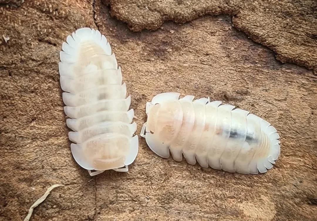 cubaris snow queen isopods white large cubaris species
