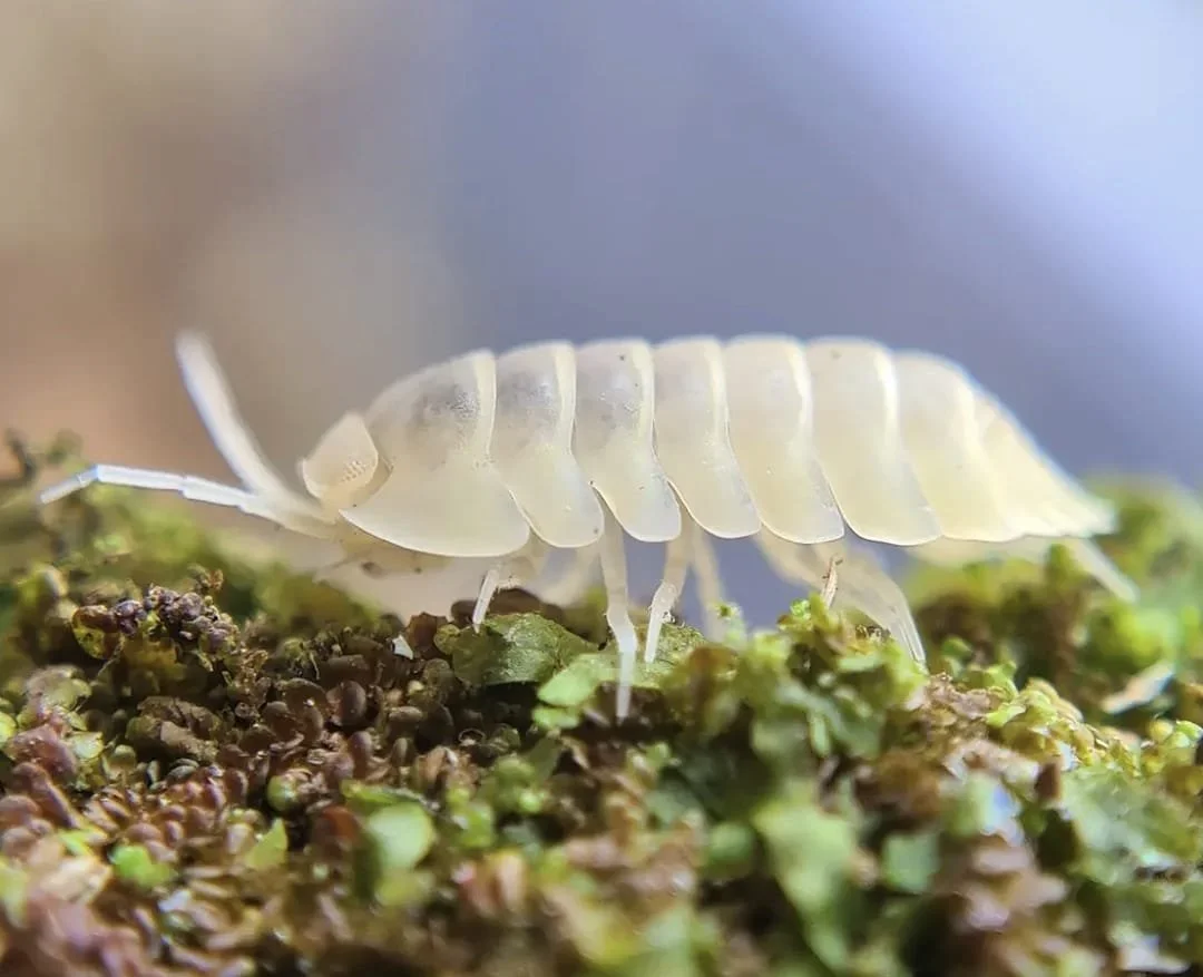 cubaris snow queen isopod on mossy branch