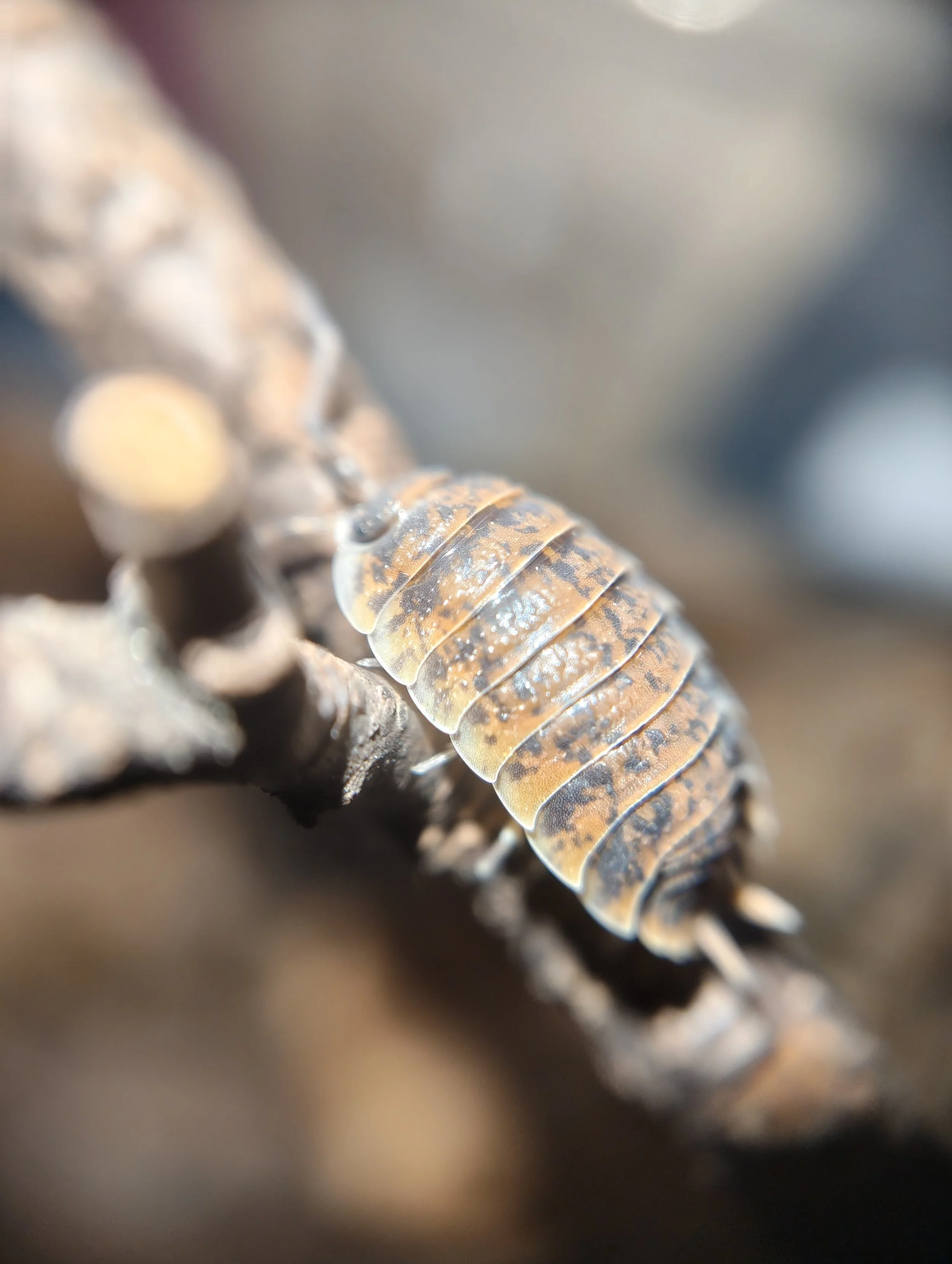 Porcellio Orarum Orarum Marbled rare isopods for sale uk