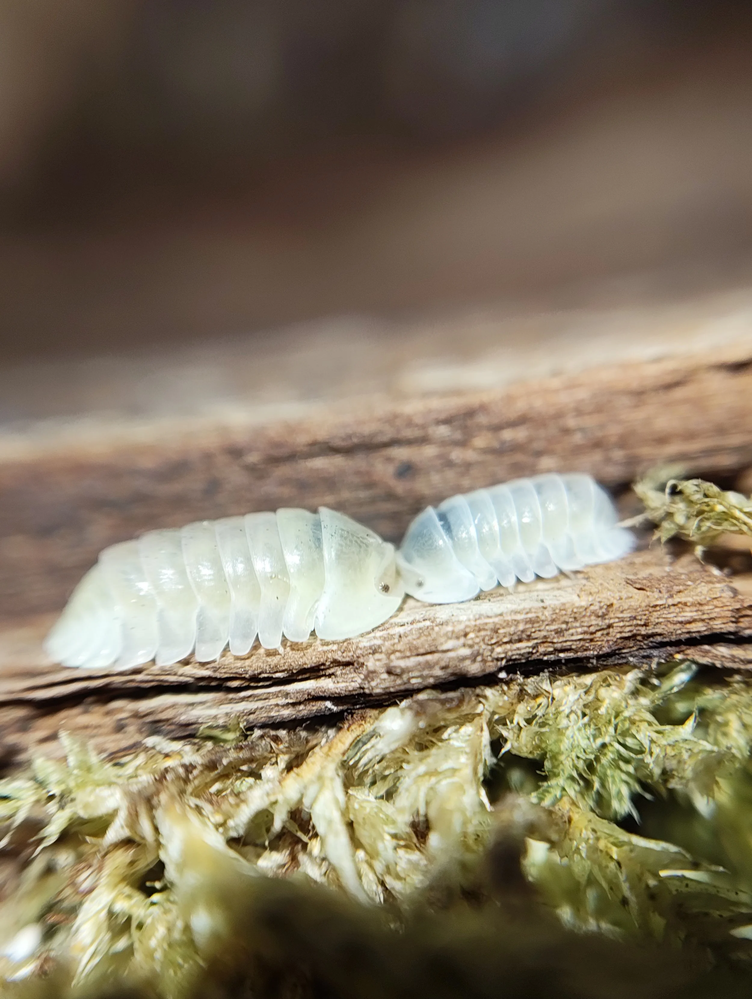 Cubaris Rubber Ducky Ultra Blonde/Albino Isopod