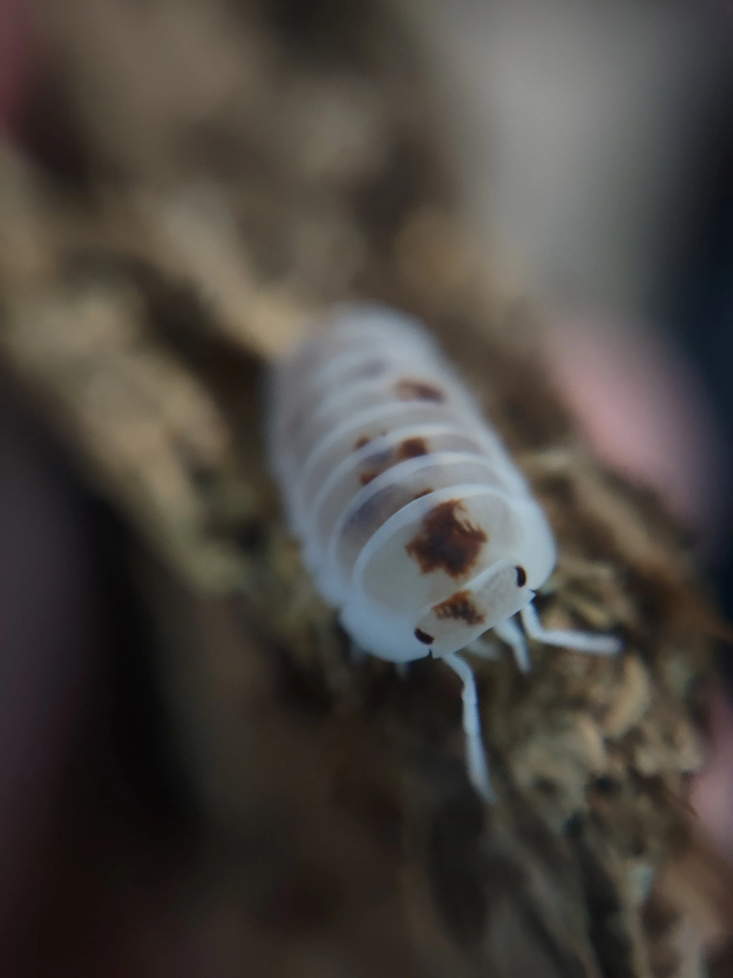 Cubaris Murina Mother of pearl isopods for sale uk