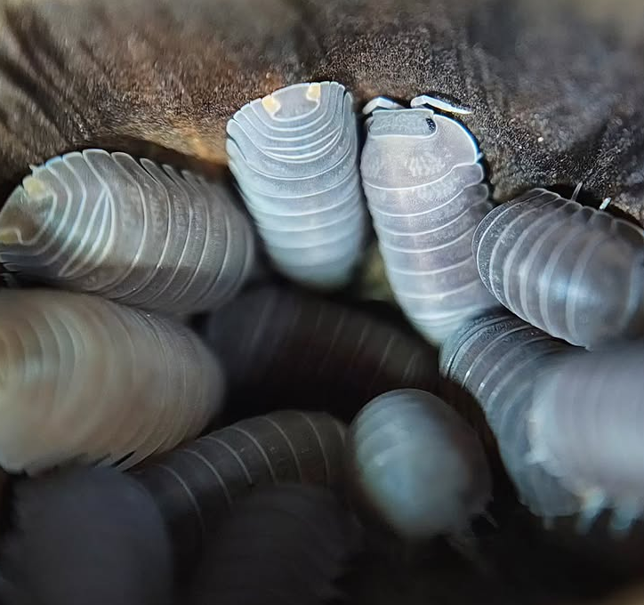 Cubaris Murina Orange Butt / Little Sea Isopods in a lotus seed pod