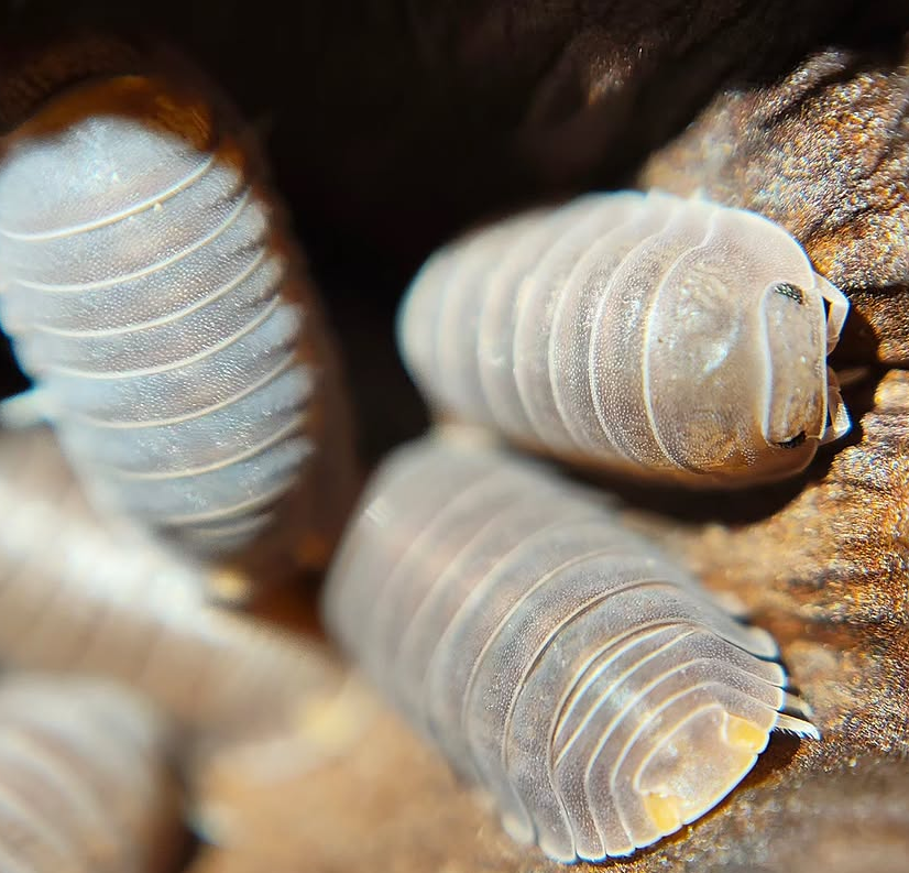 Cubaris Murina Orange Butt / Little Sea Isopods for sale uk
