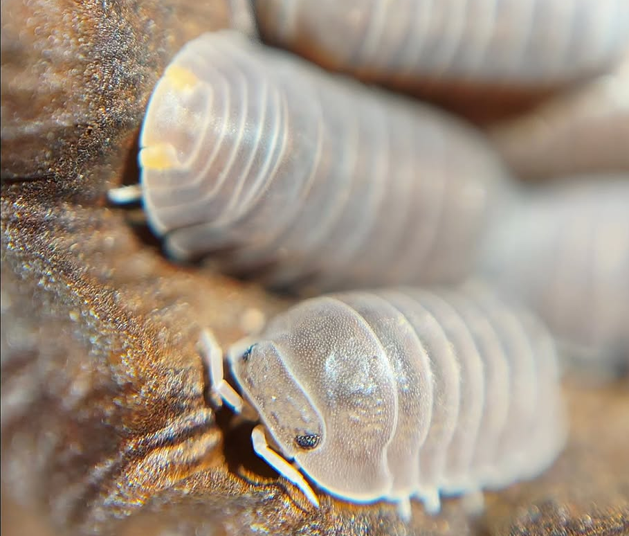 Cubaris Murina Orange Butt / Little Sea Isopods for sale uk cheap