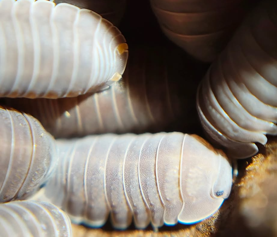 Cubaris Murina Orange Butt / Little Sea Isopods for sale uk clean up crew woodlice
