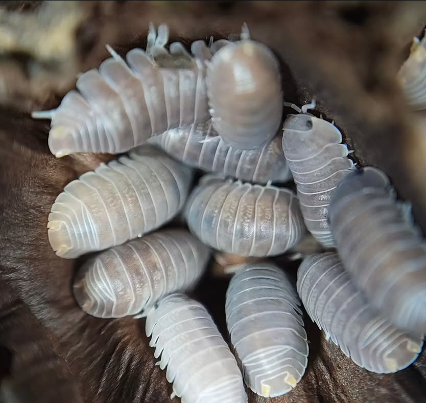Cubaris Murina Orange Butt / Little Sea Isopods uk woodlice bioactive clean up crew for sale