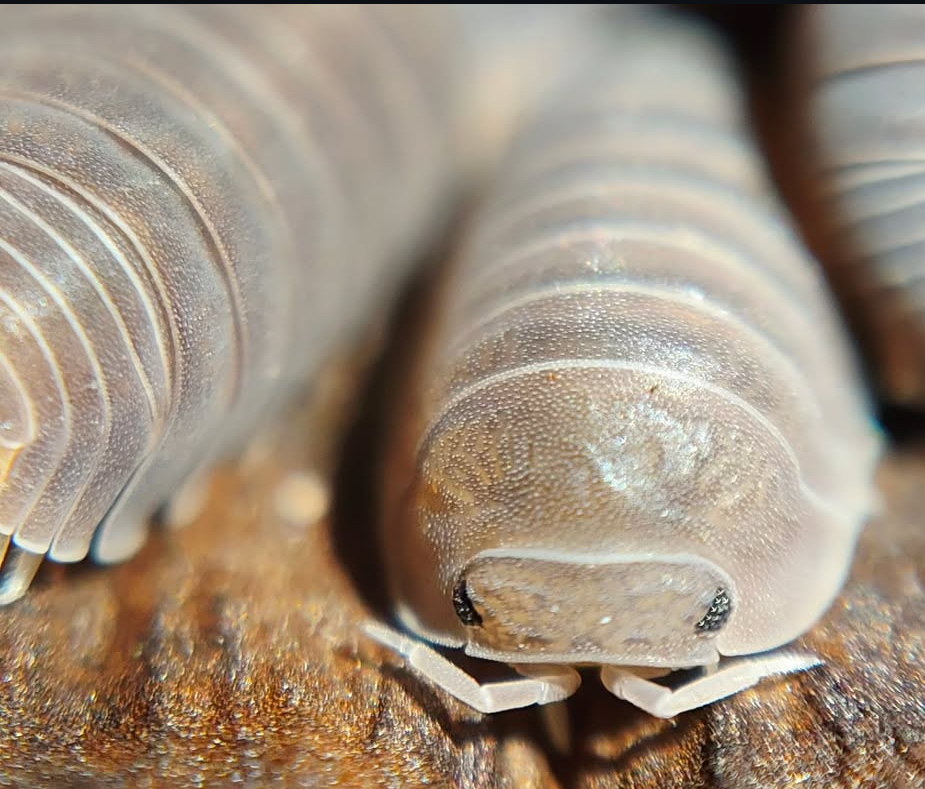 Cubaris Murina Orange Butt / Little Sea Isopods for sale uk