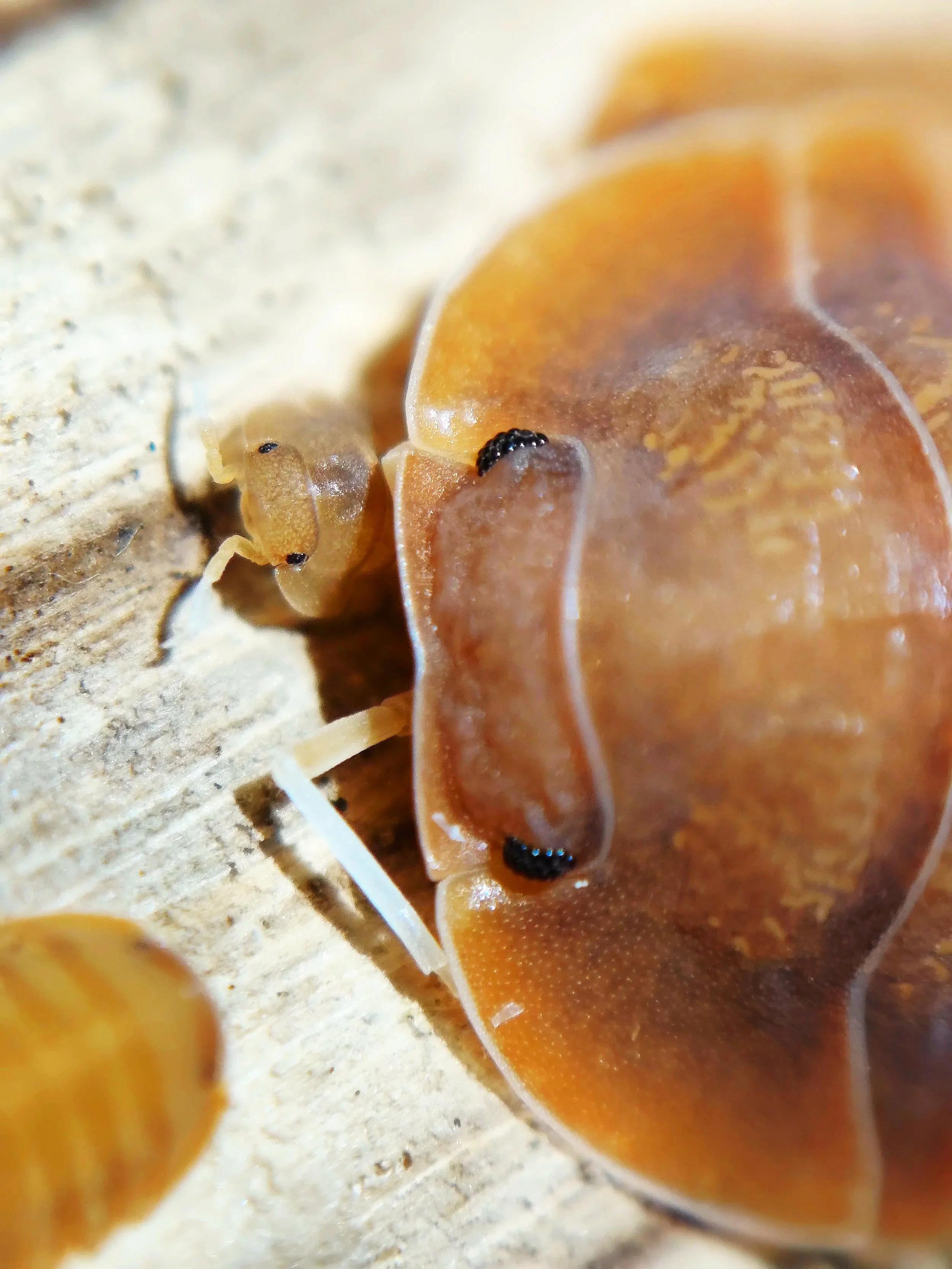 Troglodillo Vex Isopod