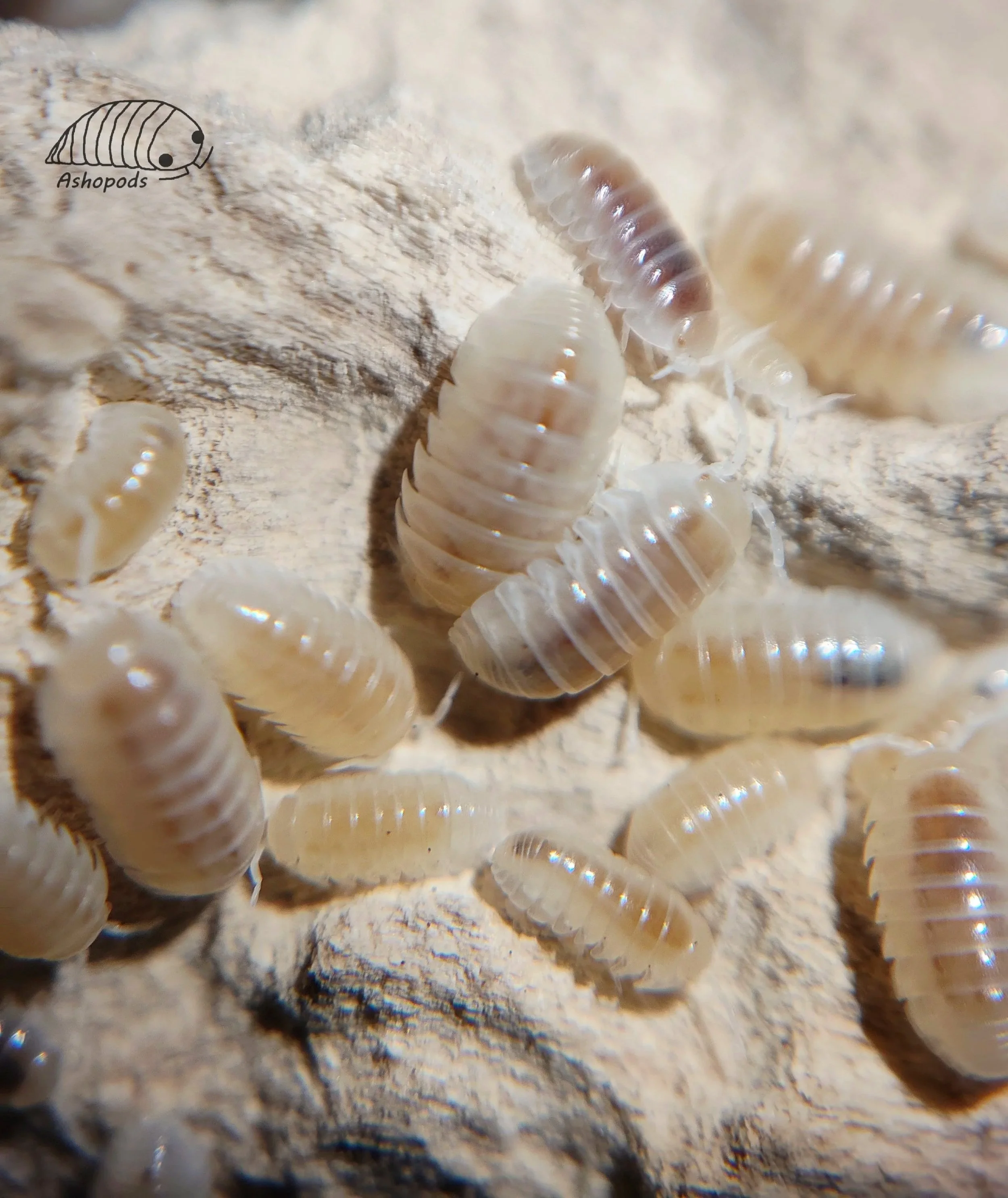 Armadillidium Vulgare T+ Albino Isopod