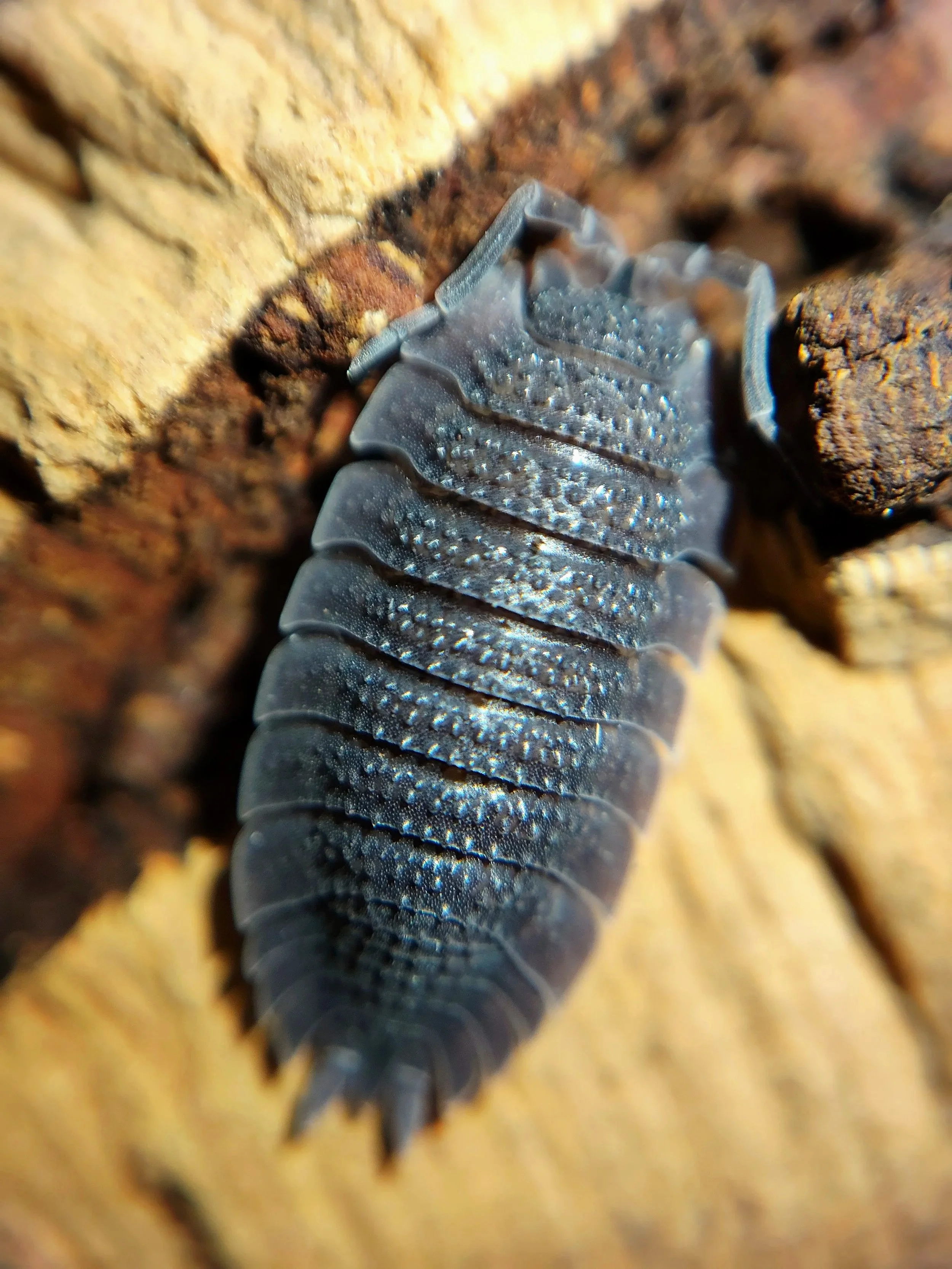 Porcellio Echinatus Shark Skin Isopod