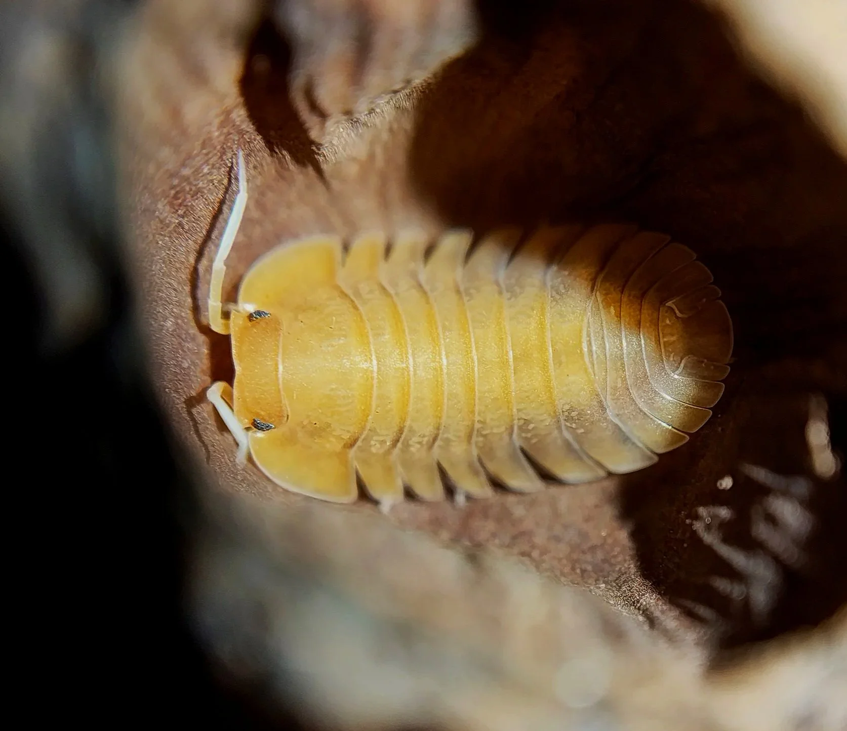troglodillo sunset isopods for sale uk