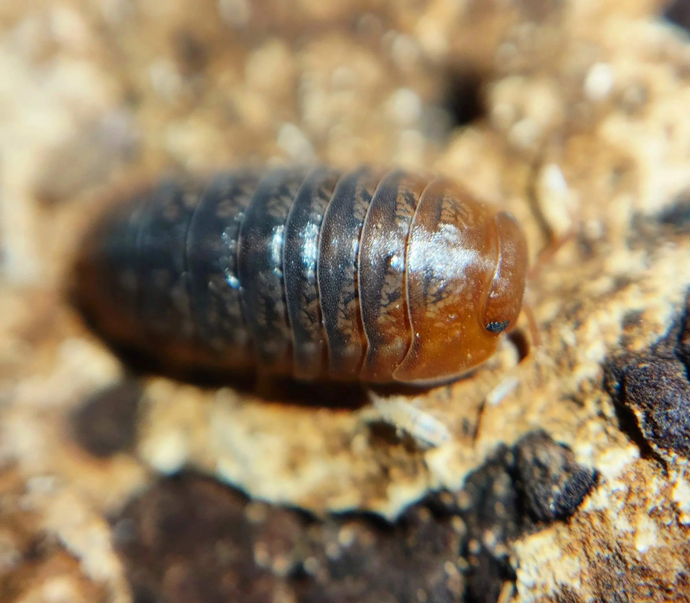 Sinodillo Vietnam Isopods