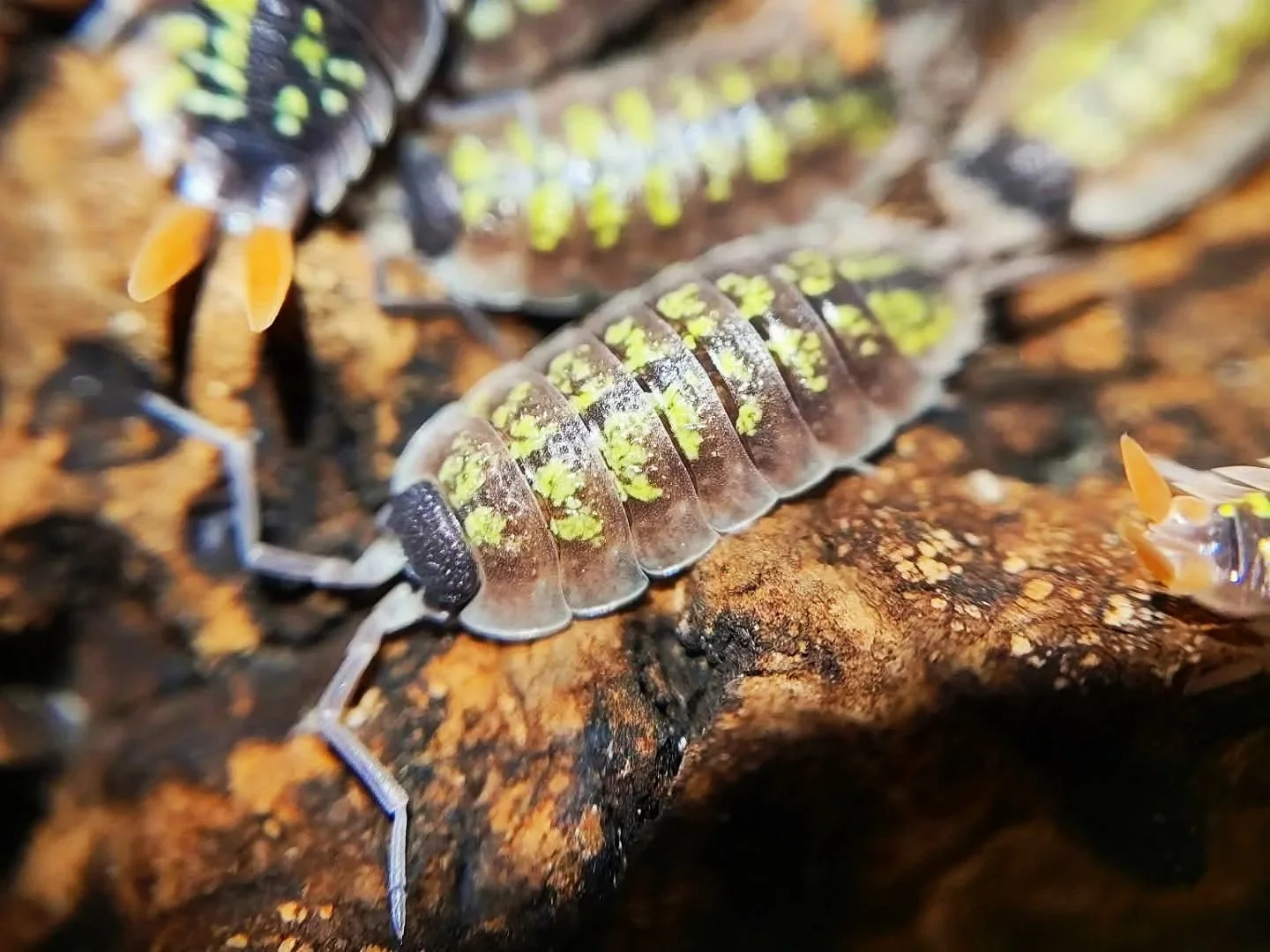 Porcellio Red Uropods/Orange Stick Isopods