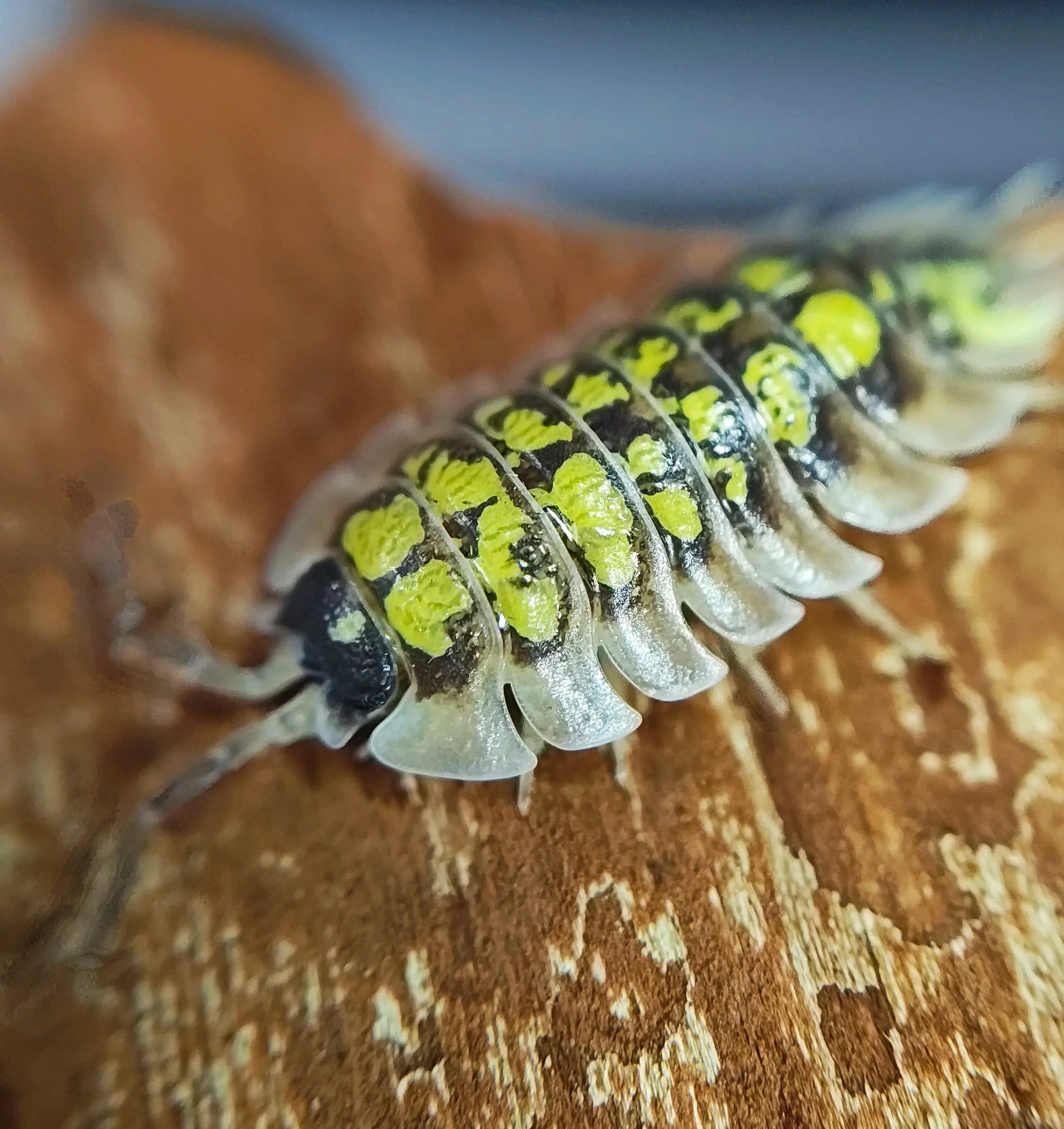 porcellio tortonesei isopods uk