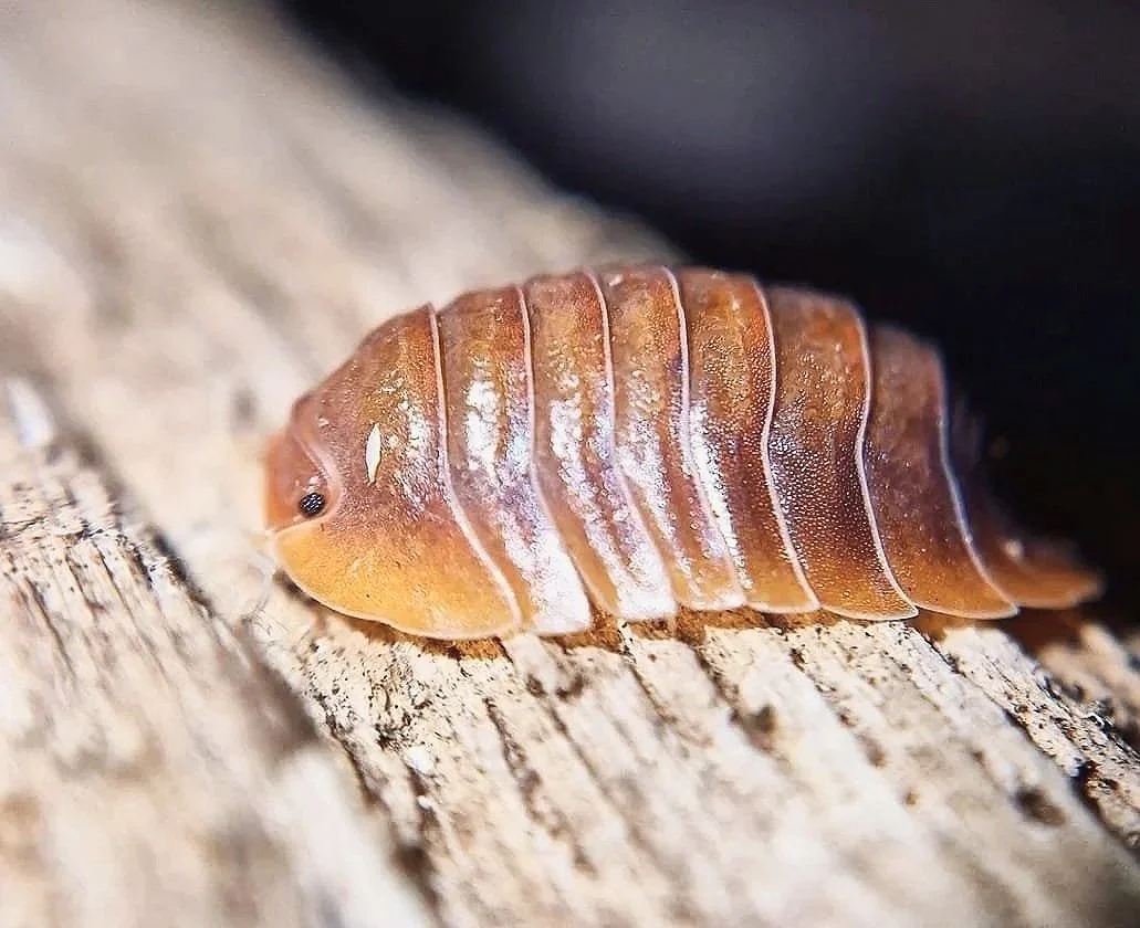 Troglodillo Vex Isopod