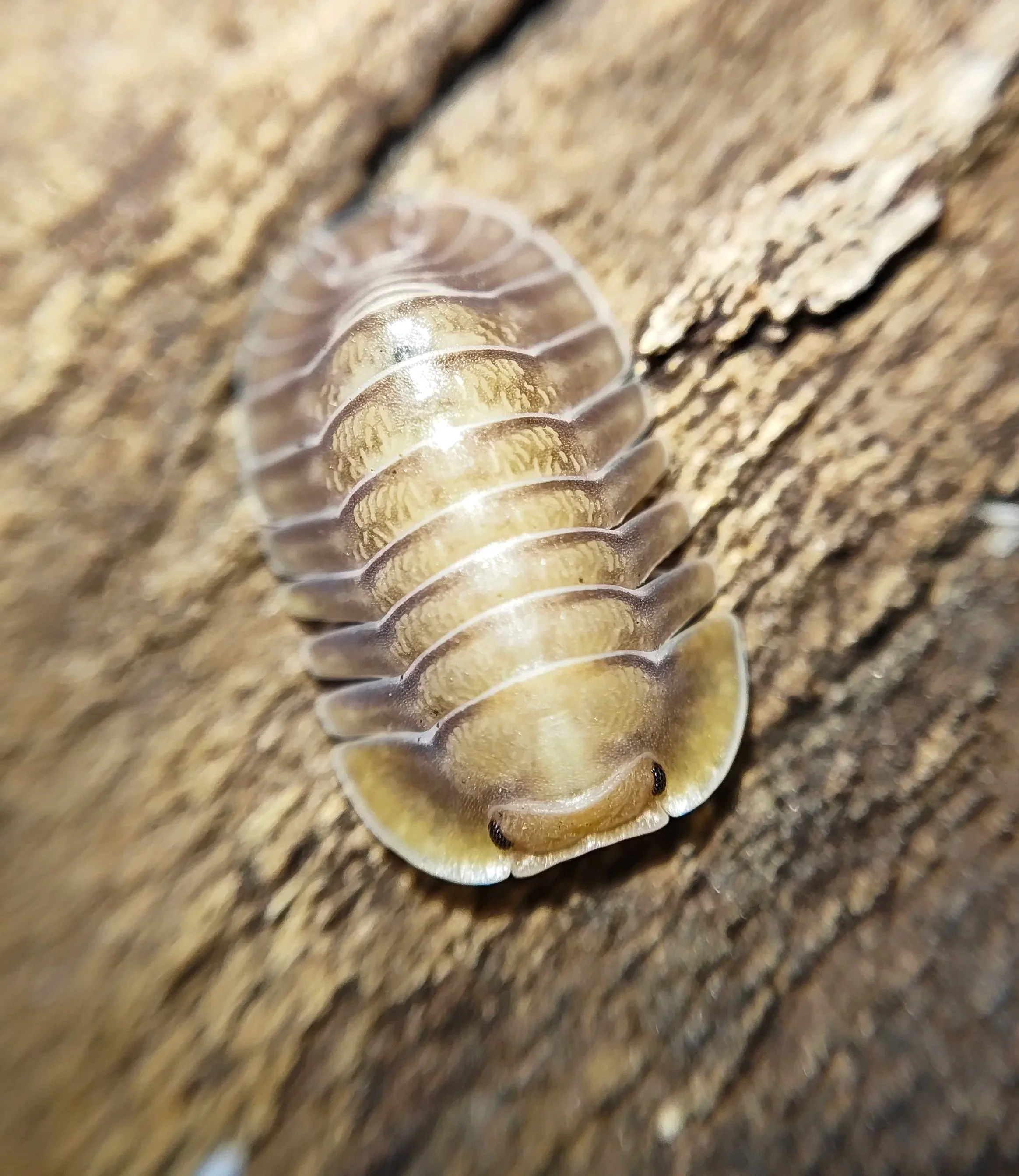 troglodillo porcelain isopods for sale uk isopod shop isopod store rare isopods for sale professional isopod breeder