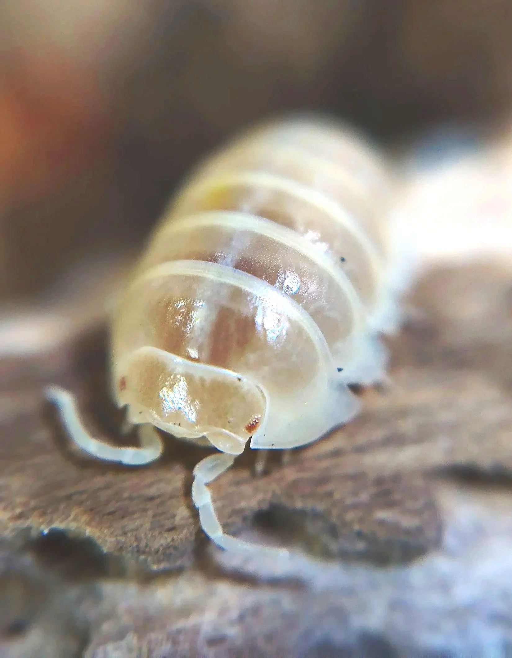 Armadillidium Vulgare T+ Albino Isopods