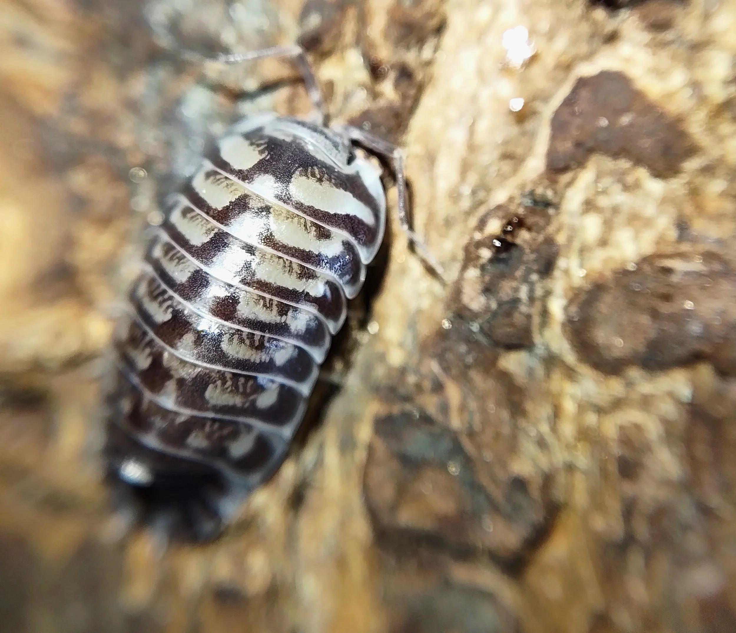 xeroniscus seigfriedhuberi isopods uk rare isopods for sale uk