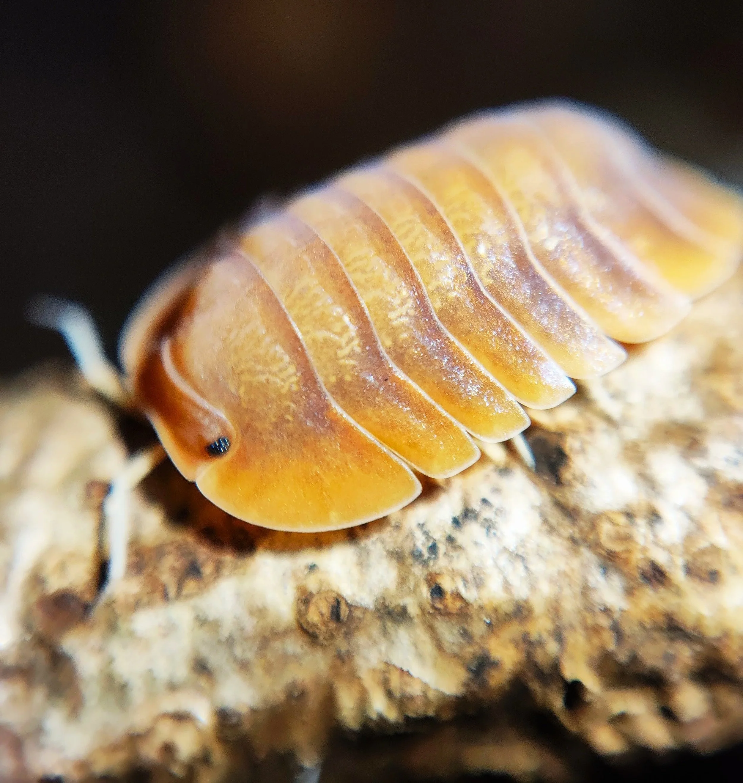 Troglodillo Vex Isopod