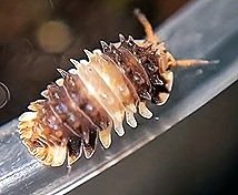 Thai Spiky isopod
