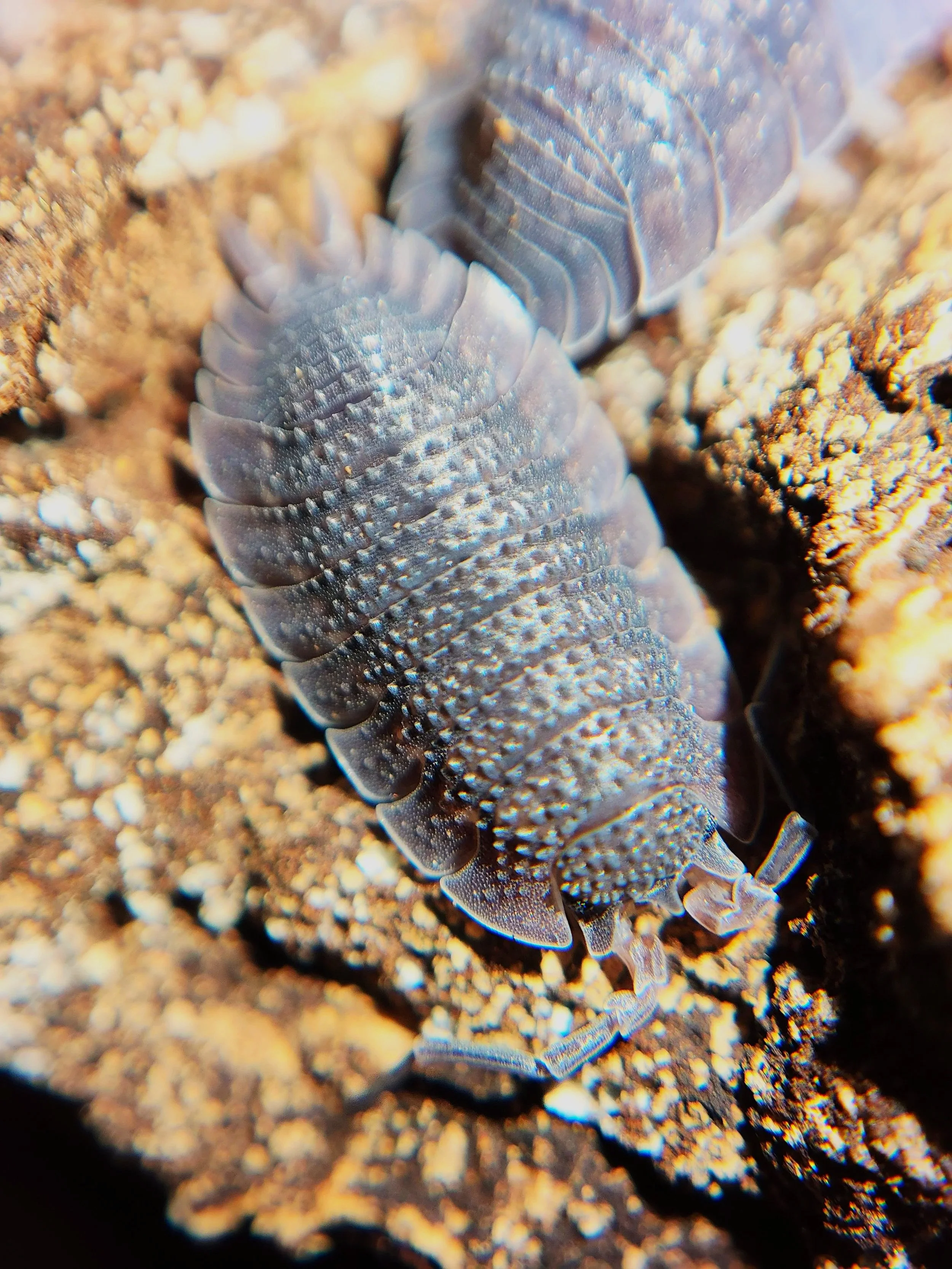 Porcellio Echinatus Shark Skin Isopods