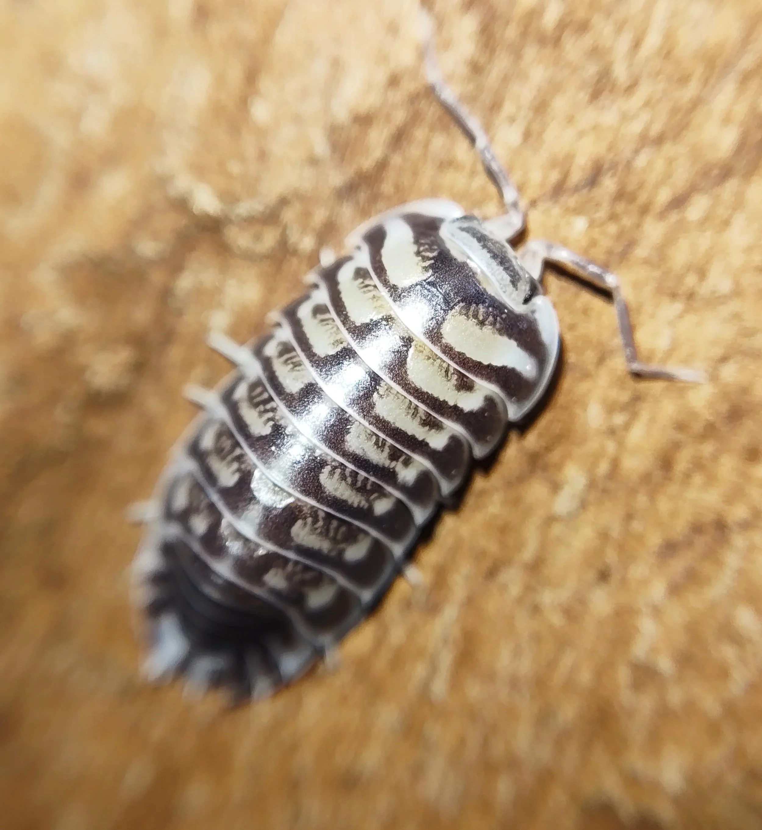 xeroniscus seigfriedhuberi isopods uk rare isopods for sale uk