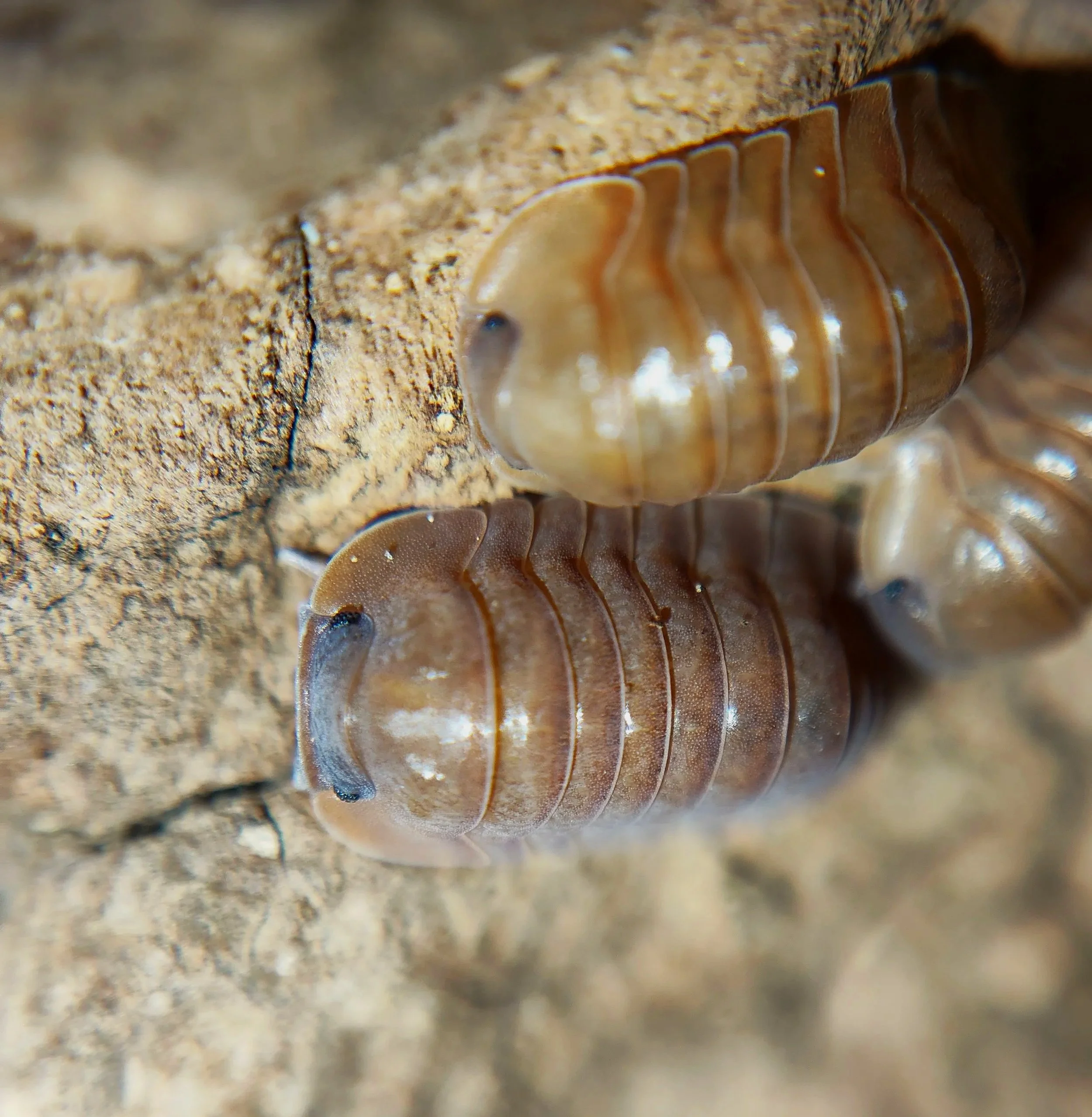 Caribodillo Martinicensis Salmon Isopods for sale uk