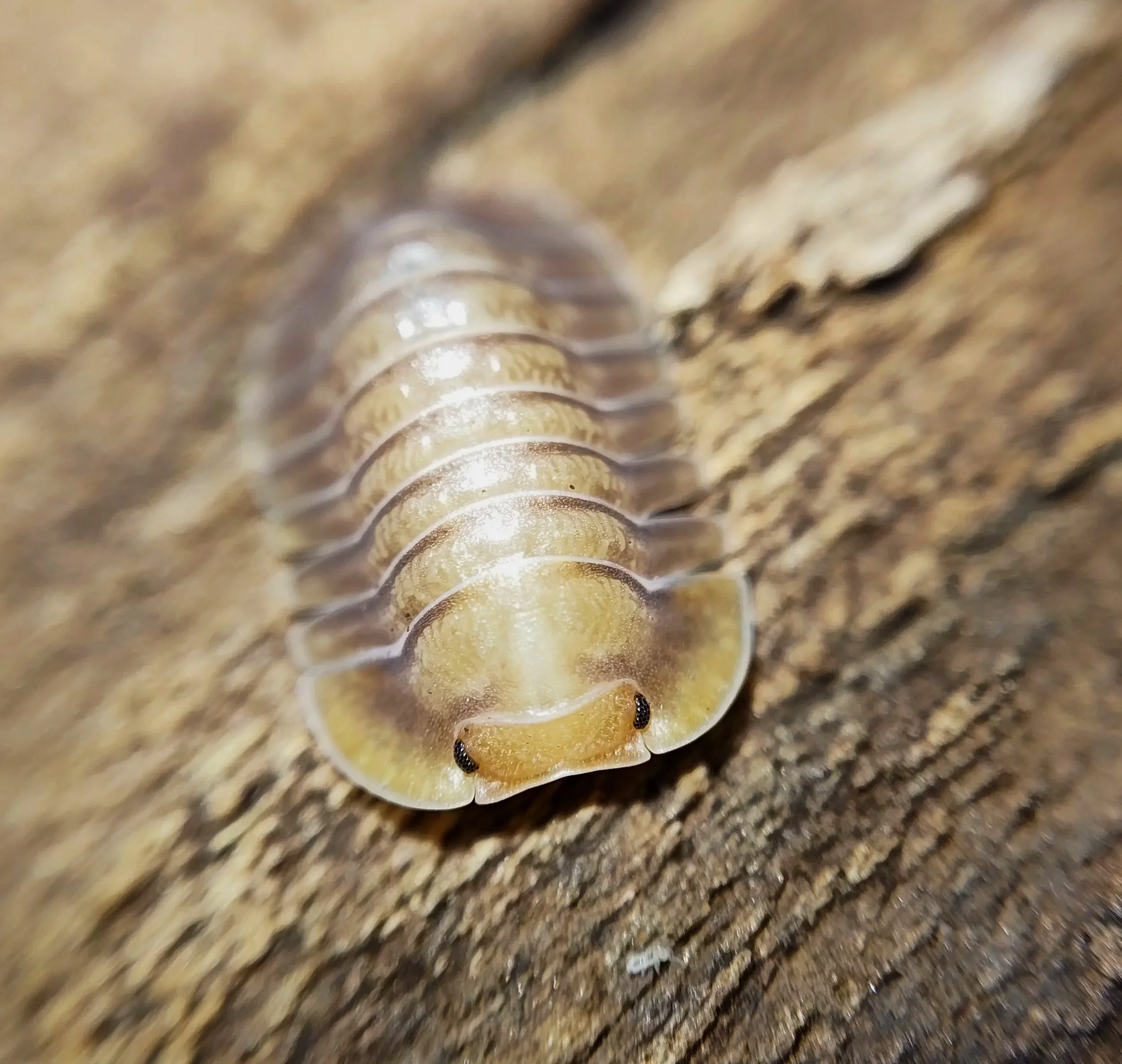 troglodillo porcelain isopods for sale uk isopod shop isopod store rare isopods for sale