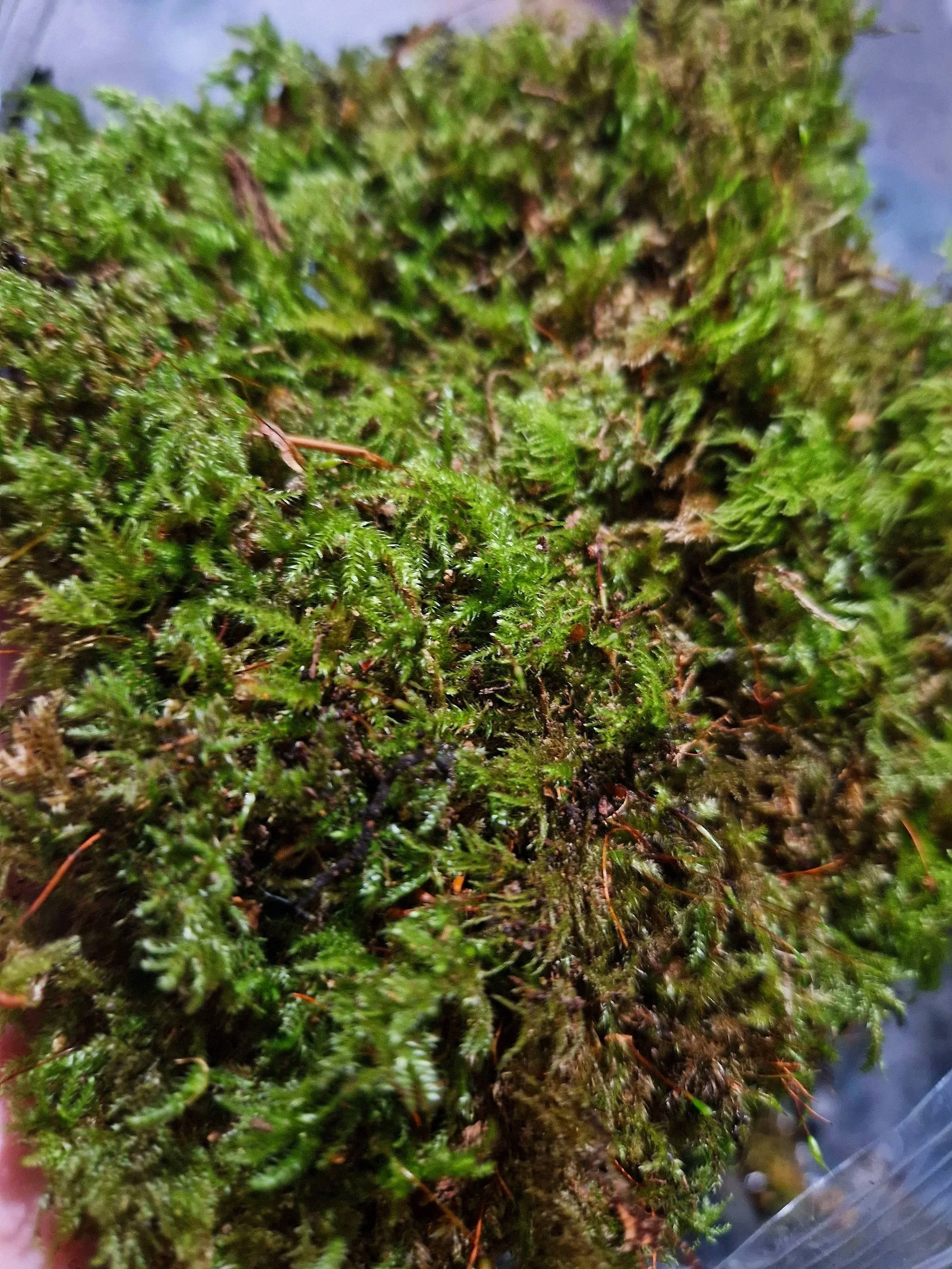 fresh moss for bioactive enclosures