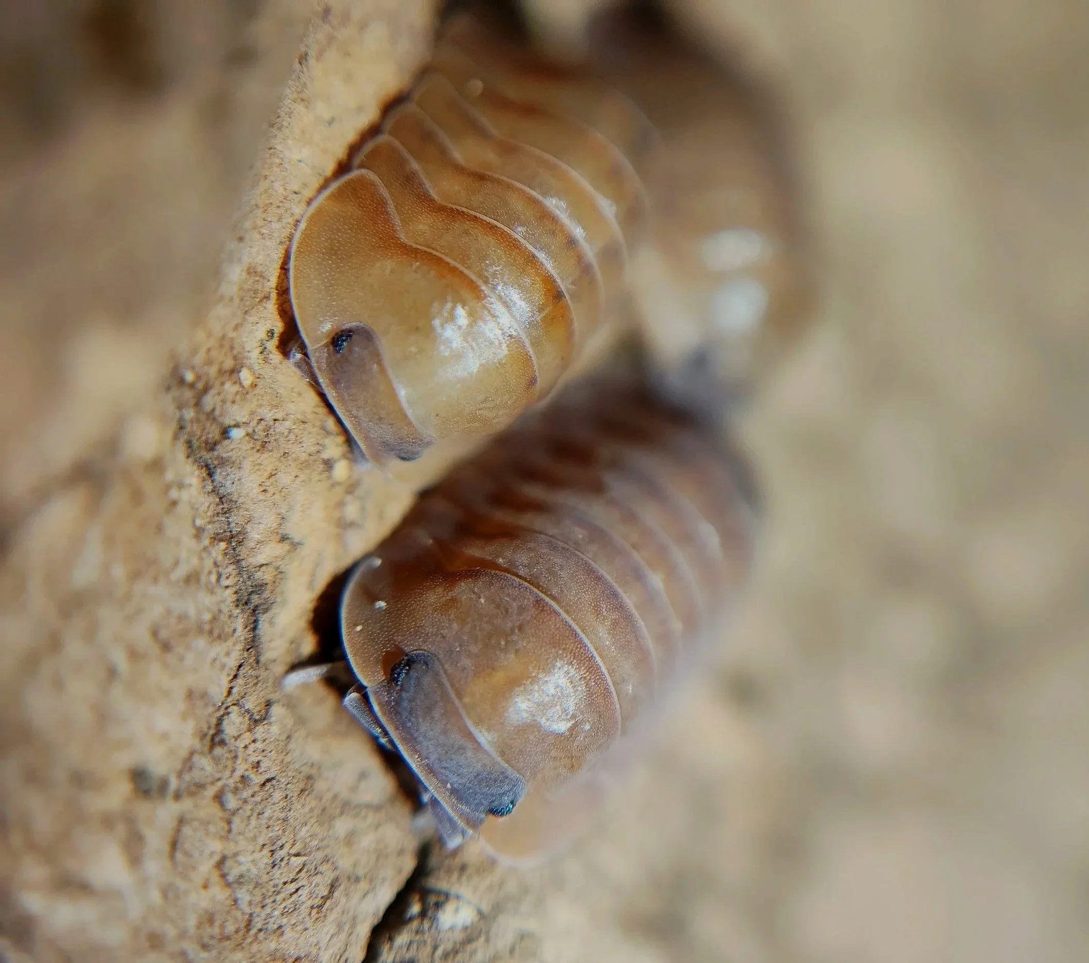 Caribodillo Martinicensis Salmon Isopods for sale uk