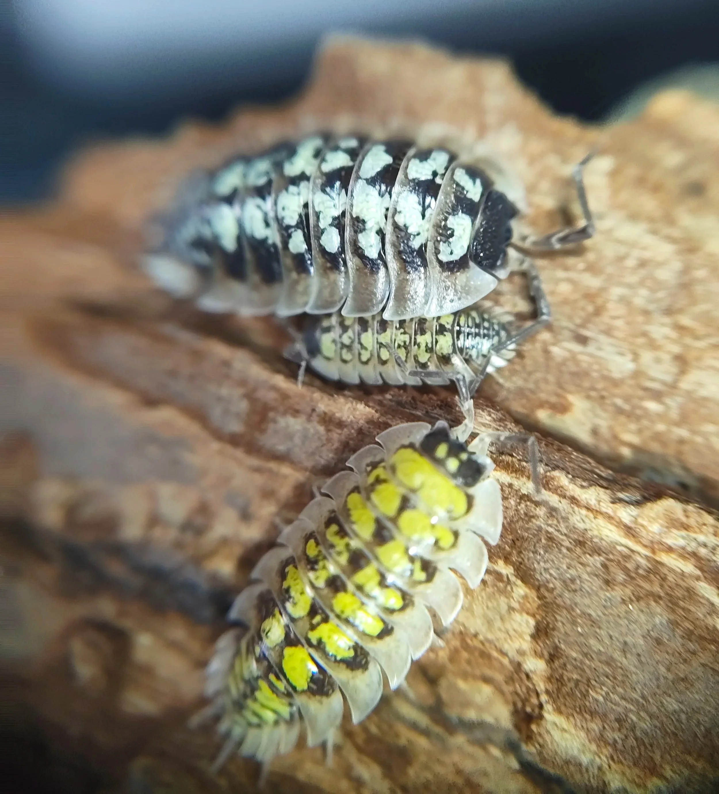 porcellio tortonesei isopods for sale uk