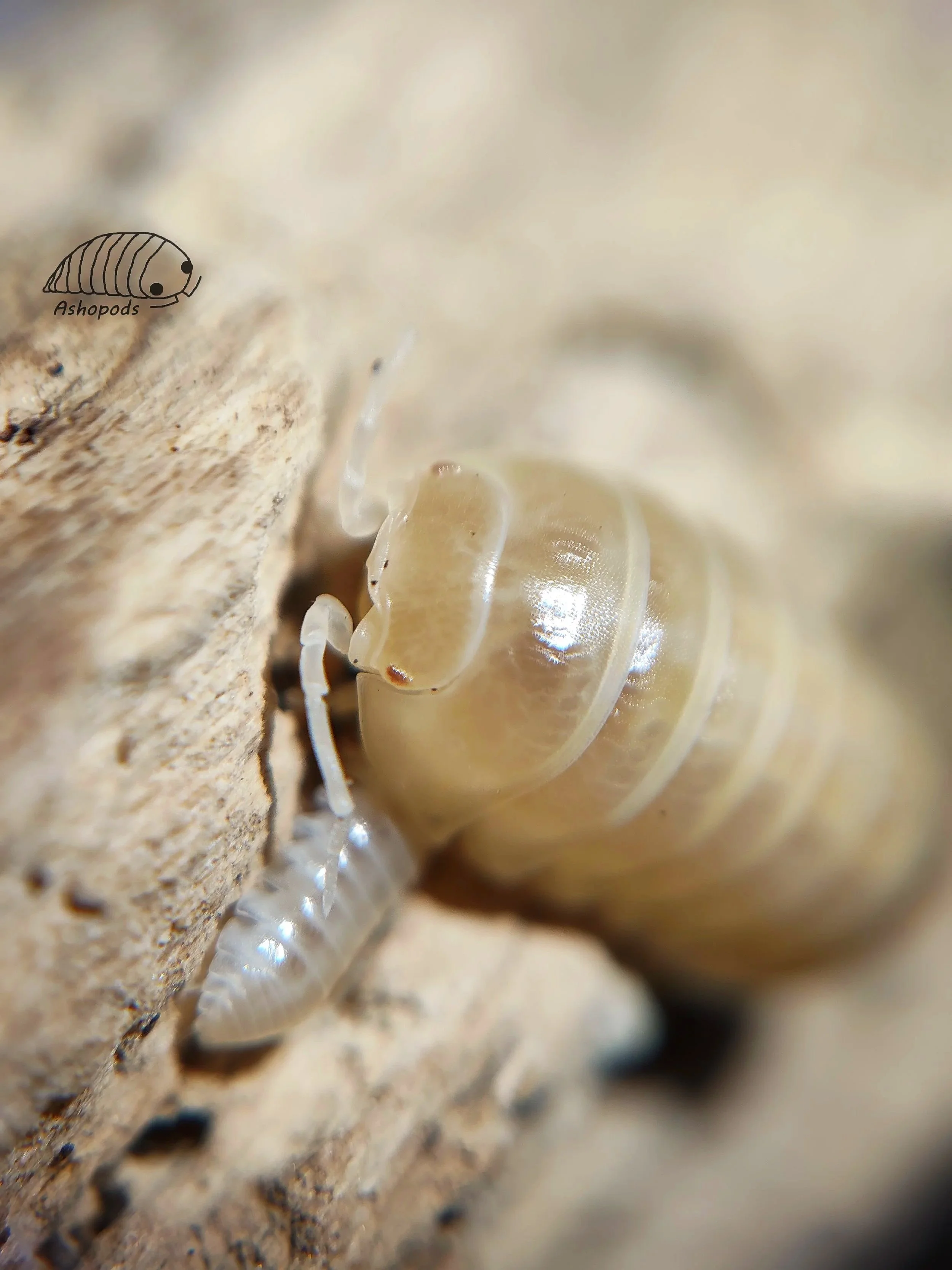 Armadillidium Vulgare T+ Albino Isopod