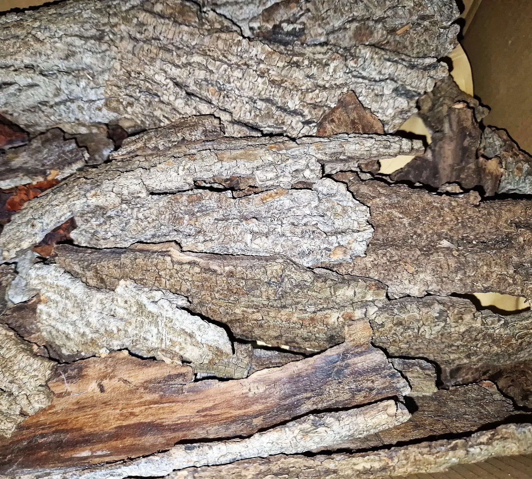Natural flat cork bark pieces for isopods and other invertebrates