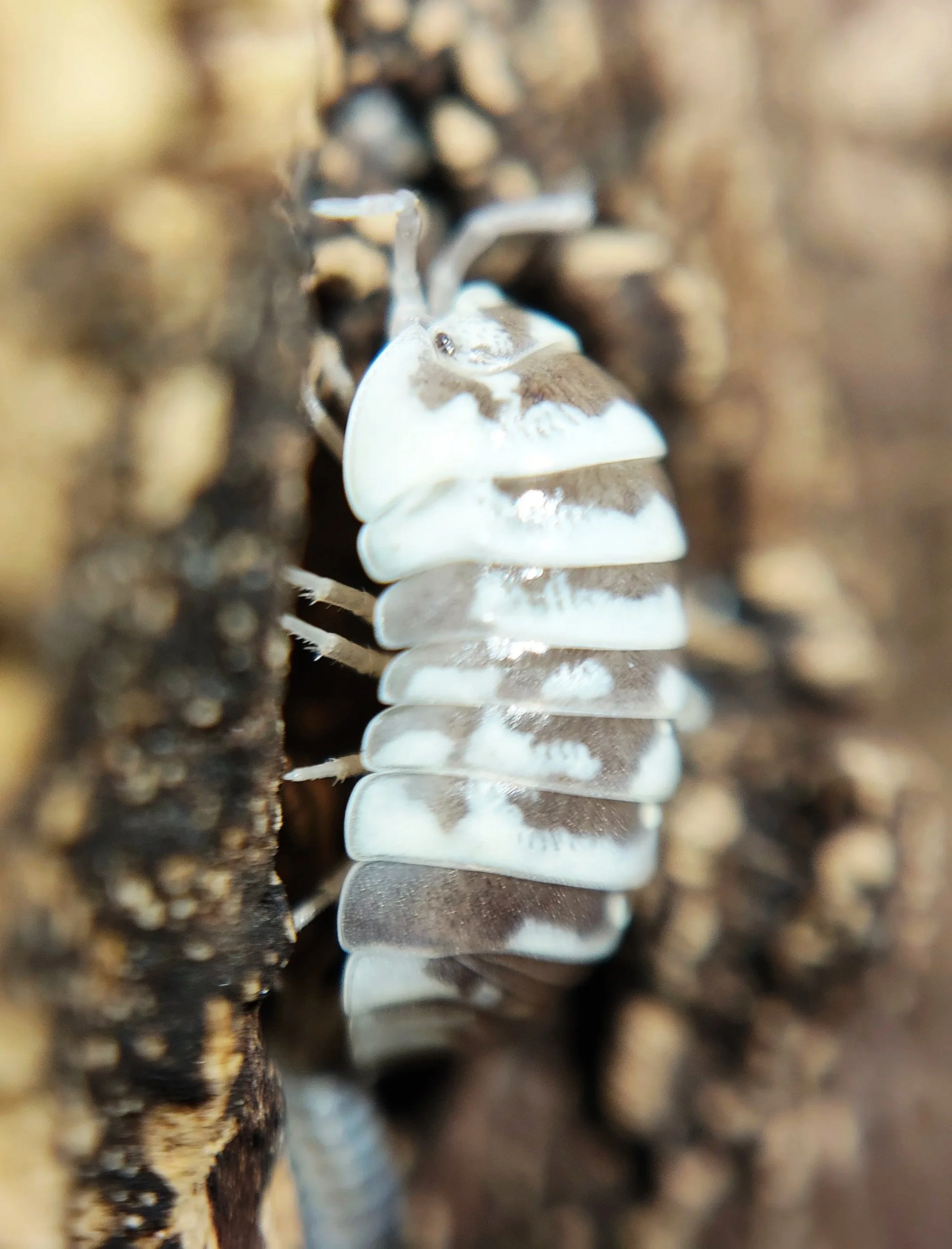 Armadillidium Maculatum Chocolate Zebra Isopod