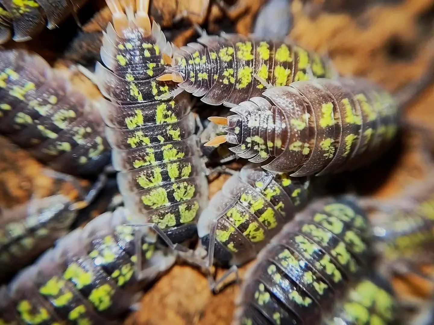 Porcellio Red Uropods/Orange Stick Isopod
