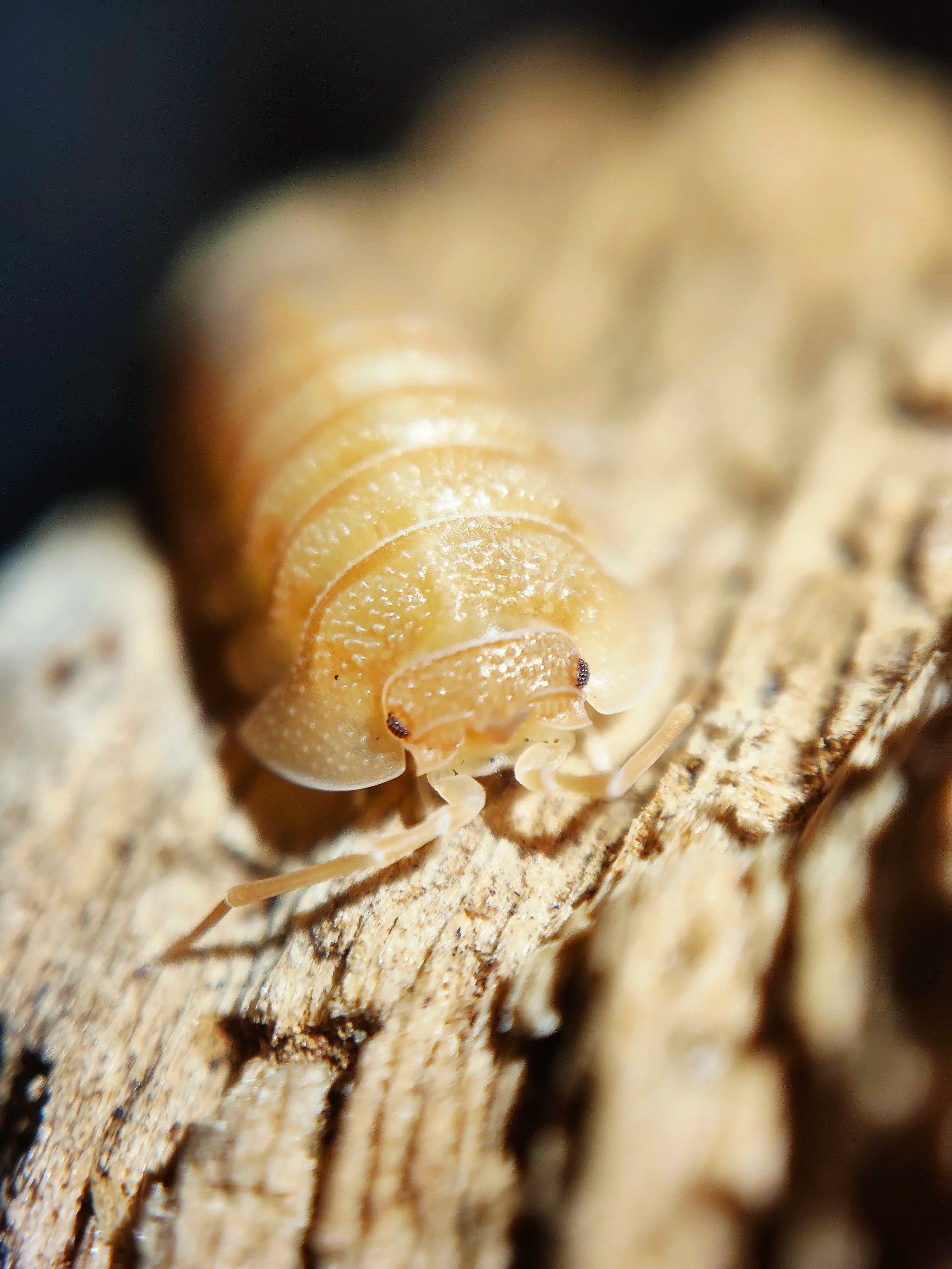 armadillidium pallasii orange isopods