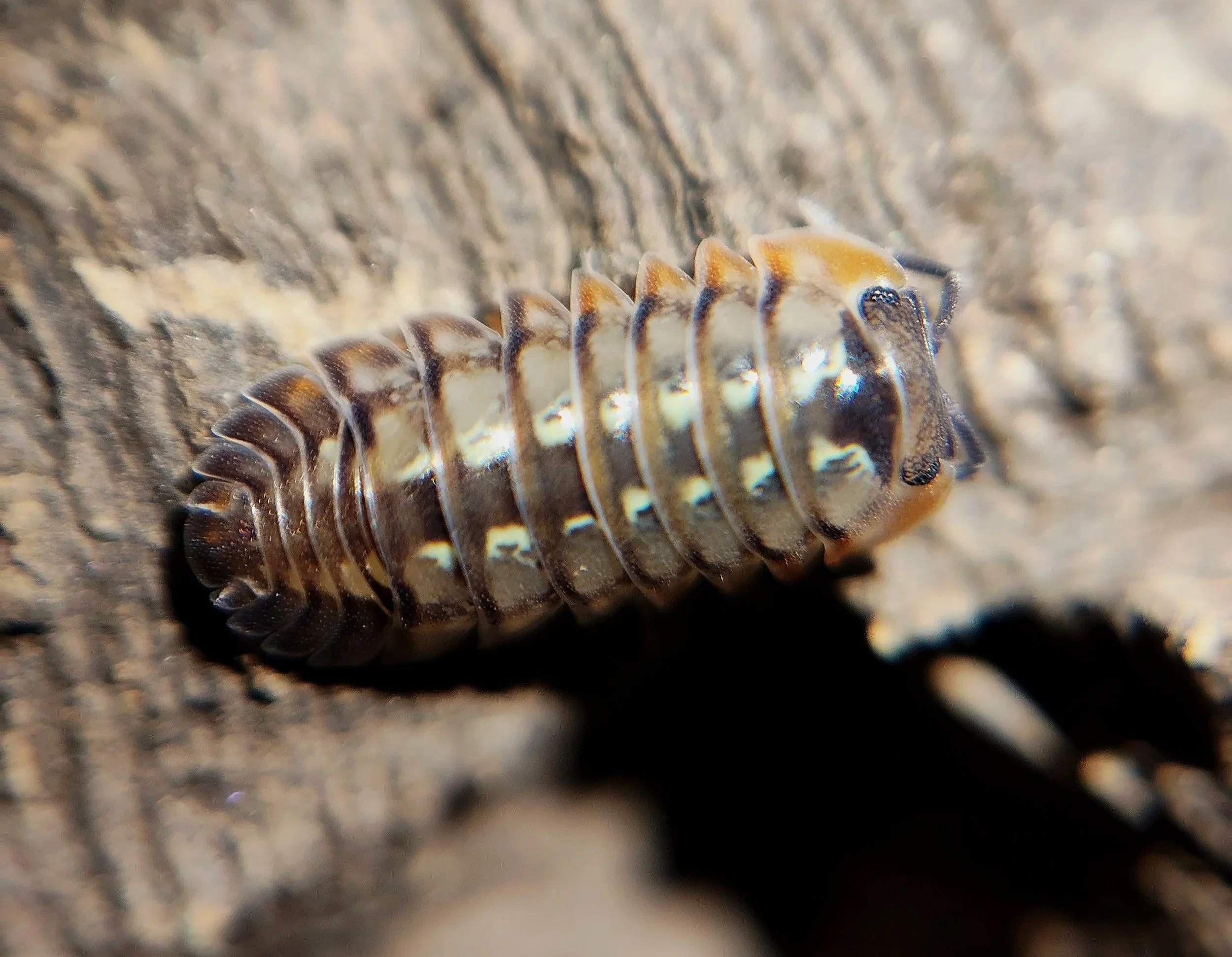Dryadillo Dream Isopod