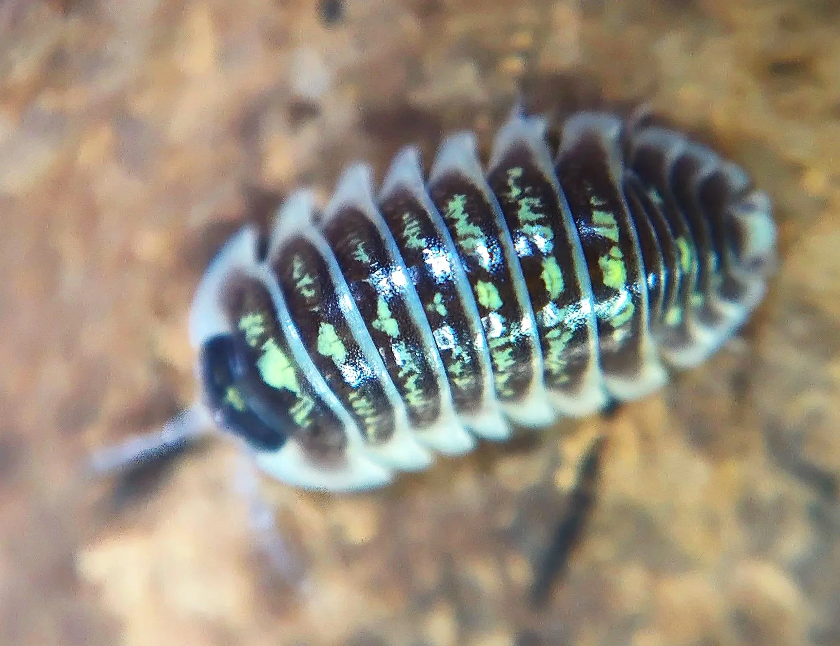armadillidium ruffoi bright isopods