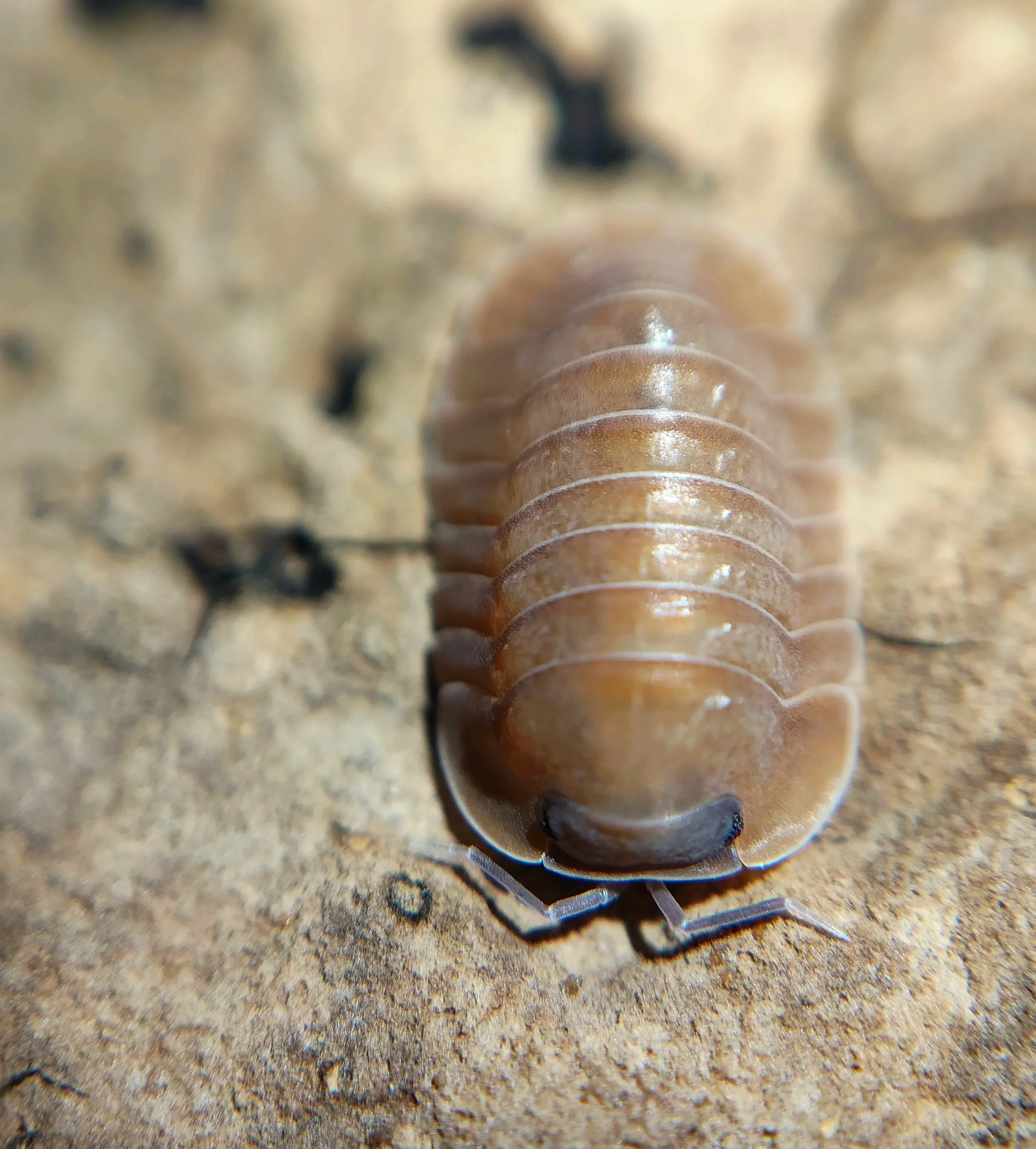 Caribodillo Martinicensis Salmon Isopods for sale uk