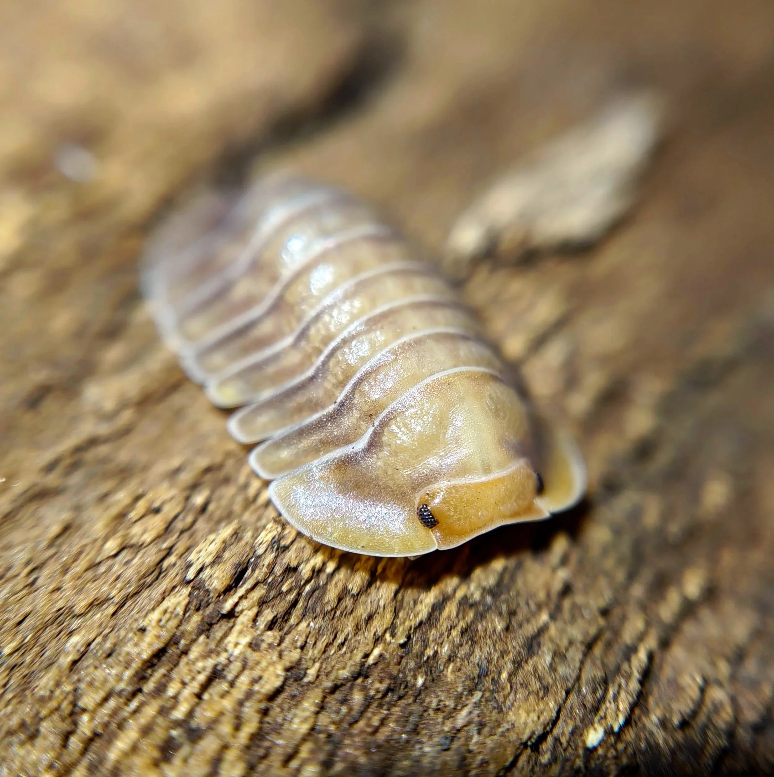 troglodillo porcelain isopods for sale uk isopod shop isopod store rare isopods for sale isopods for terrariums