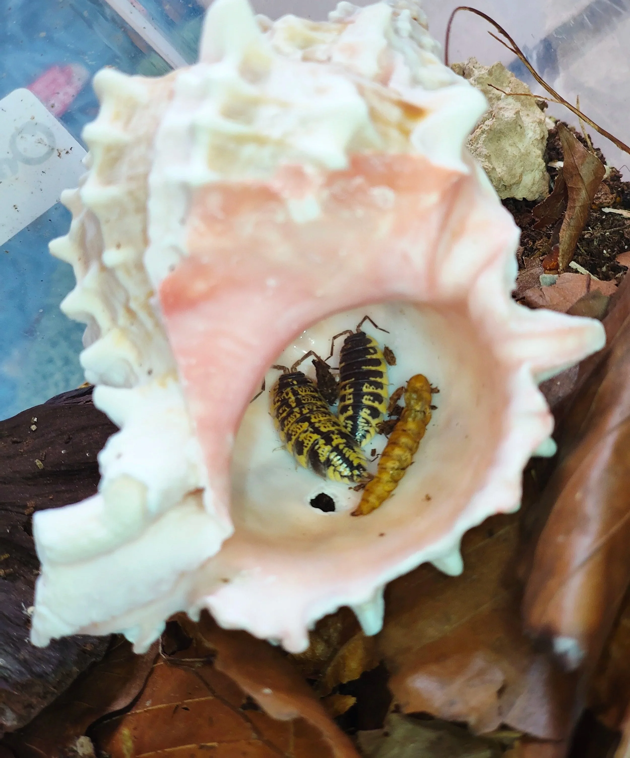 pink murex shells for isopods and other inverts uk supplies for isopods