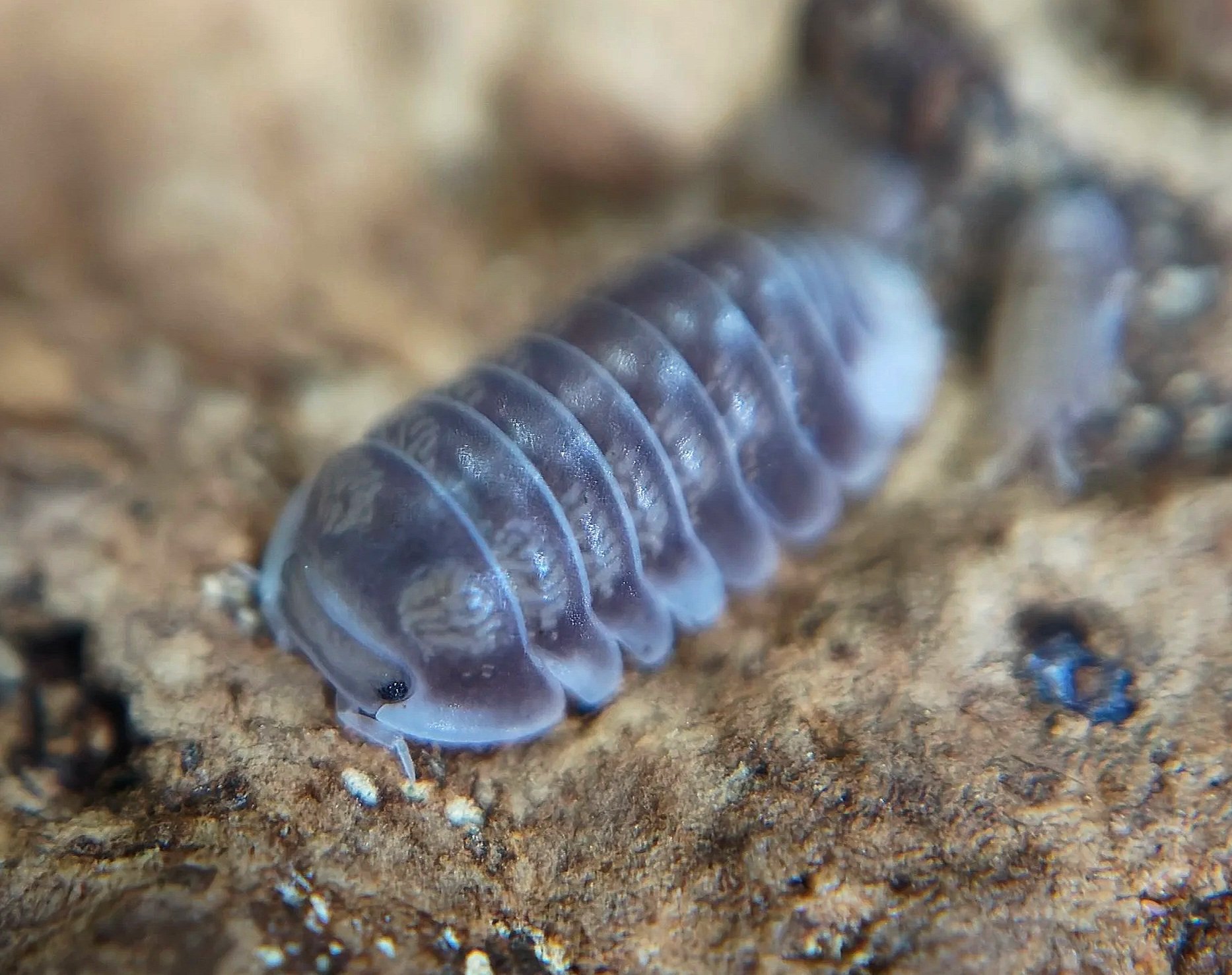 Cubaris Black Panda Isopod