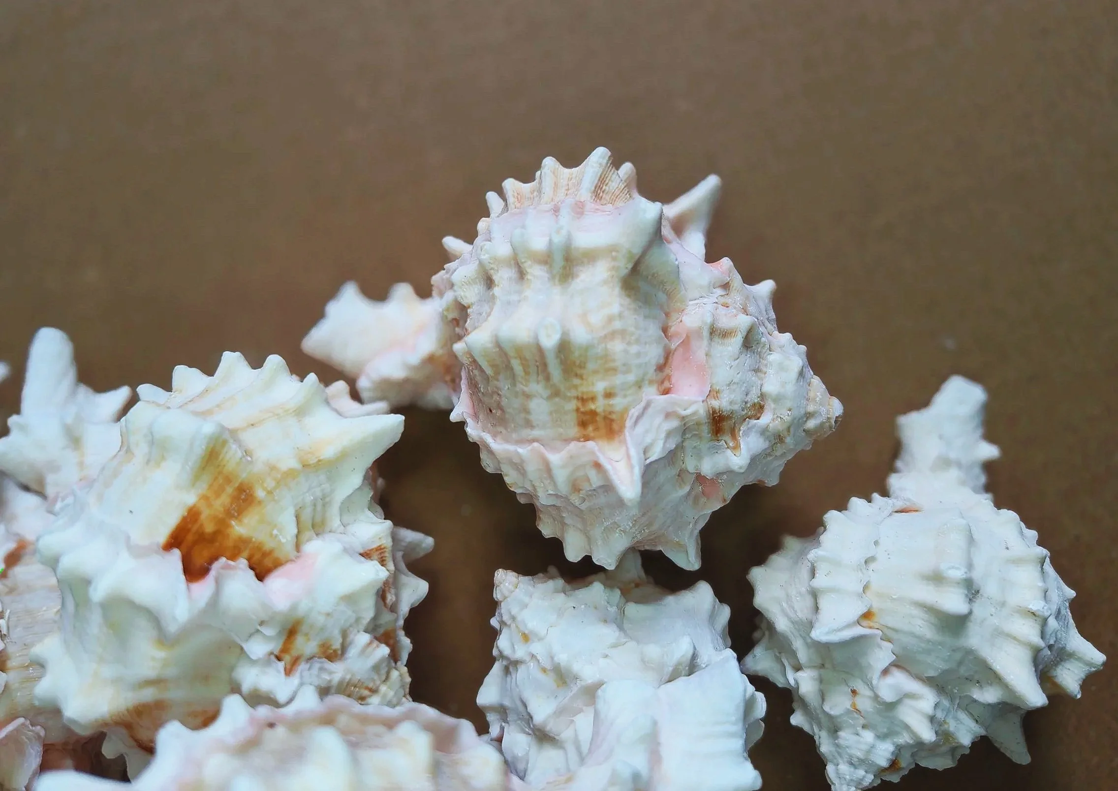 pink murex shells for isopods and other inverts uk supplies for isopods