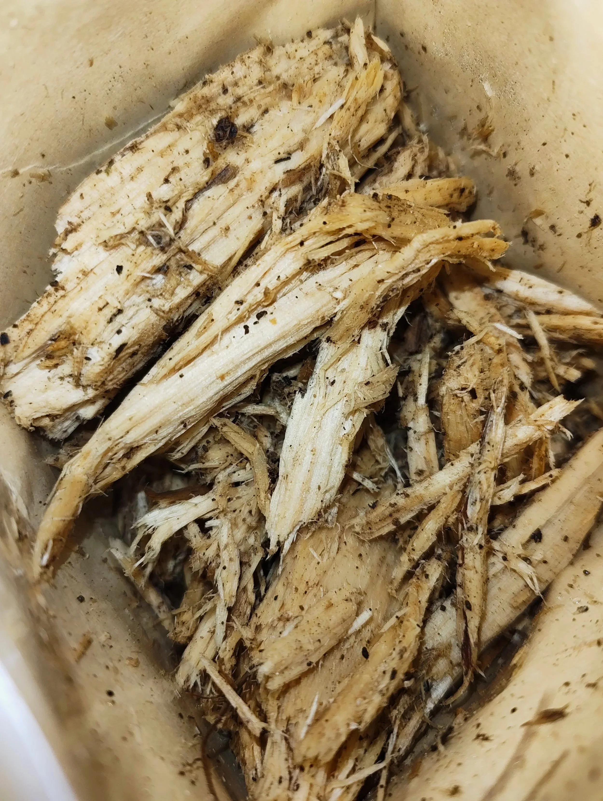 Rotten Wood for isopods and millipedes