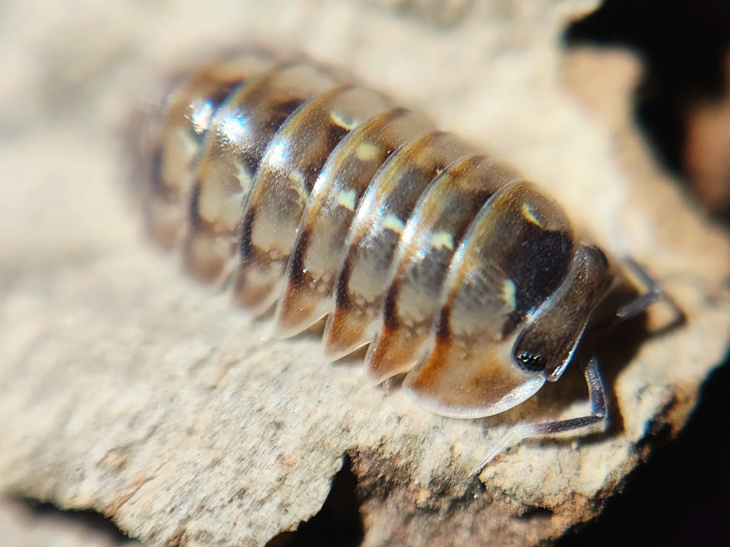 Dryadillo Dream Isopod